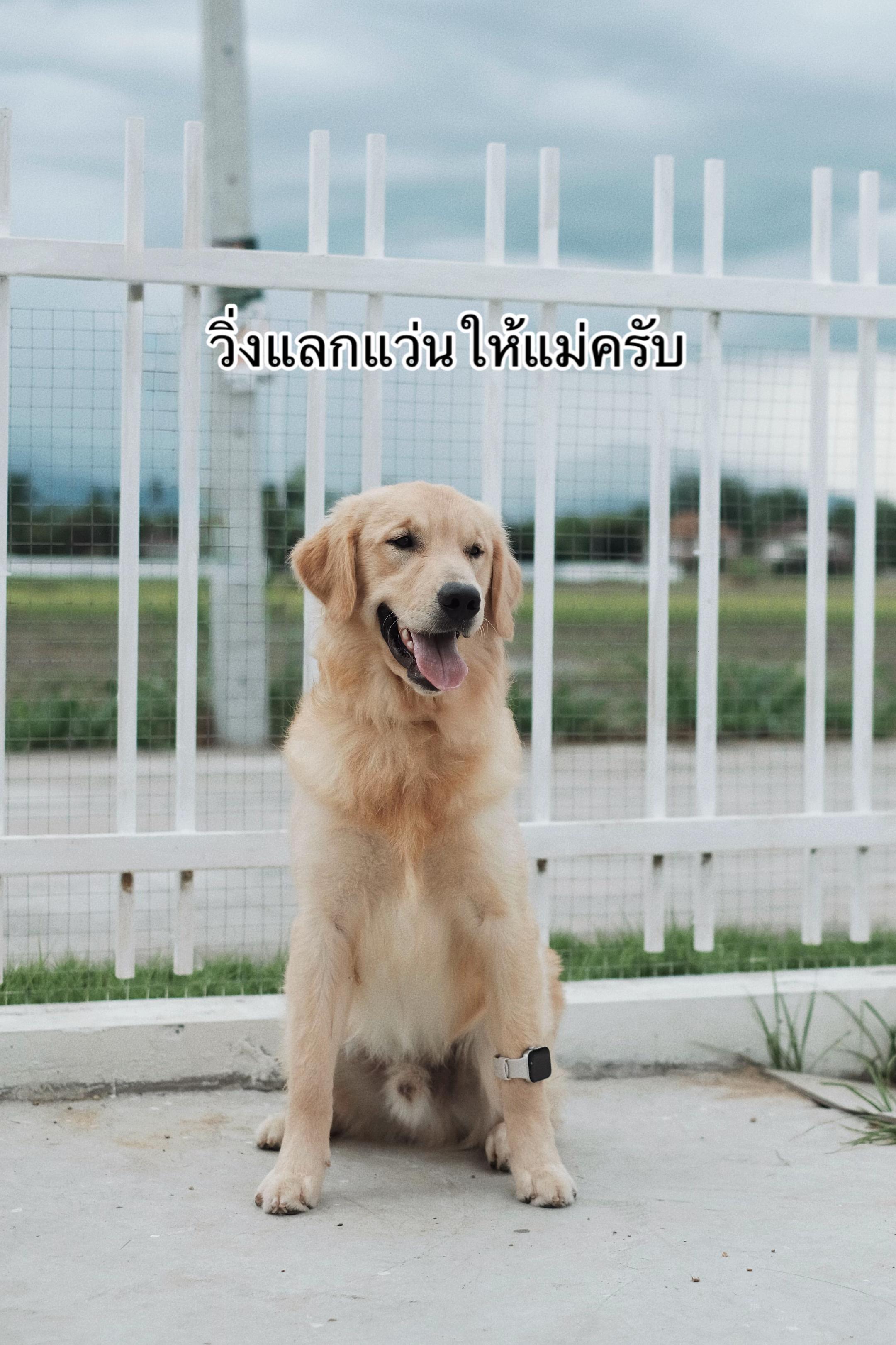 @บ้านหลังน้อยหลังคาสีเขียว