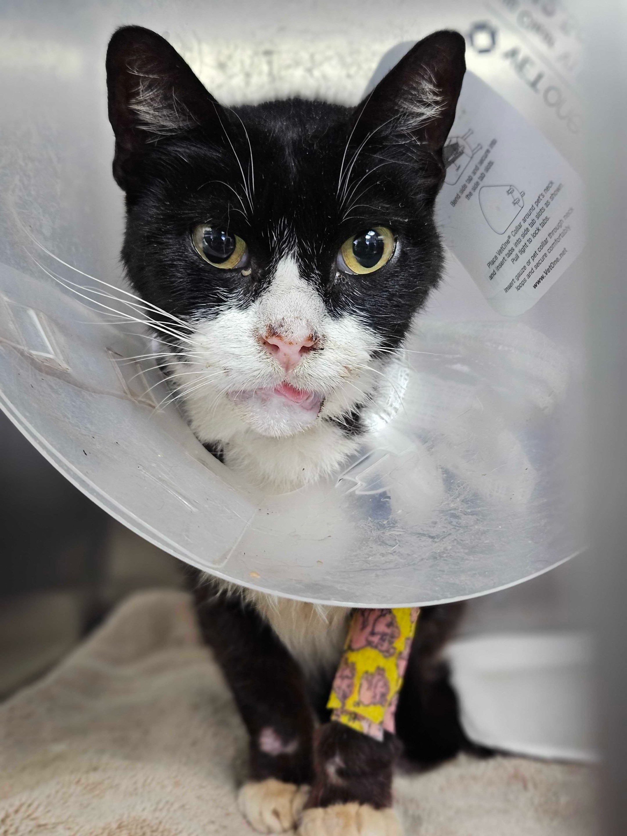 @The Cattery