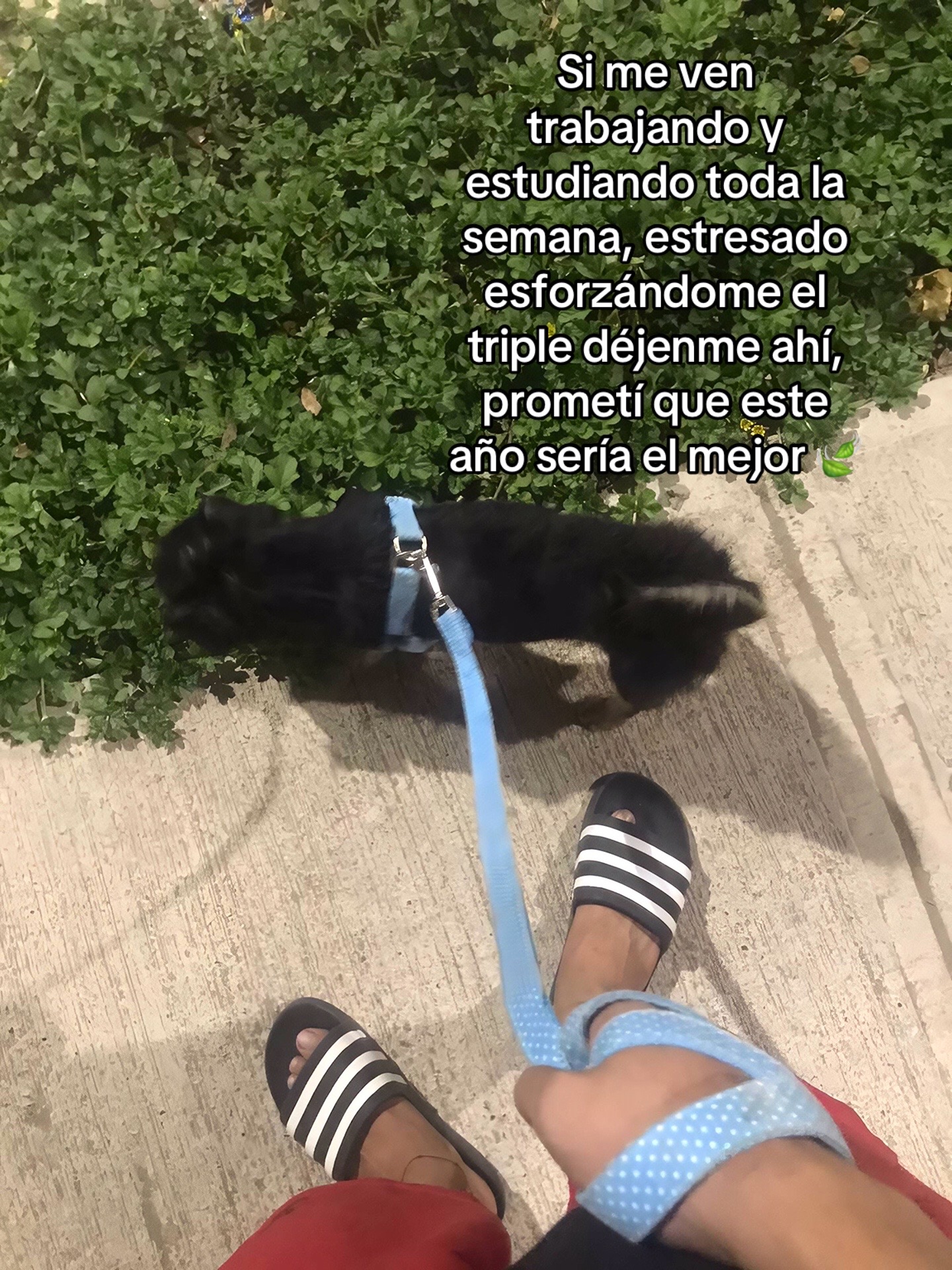 @Oscar PoloⓂ️🐒