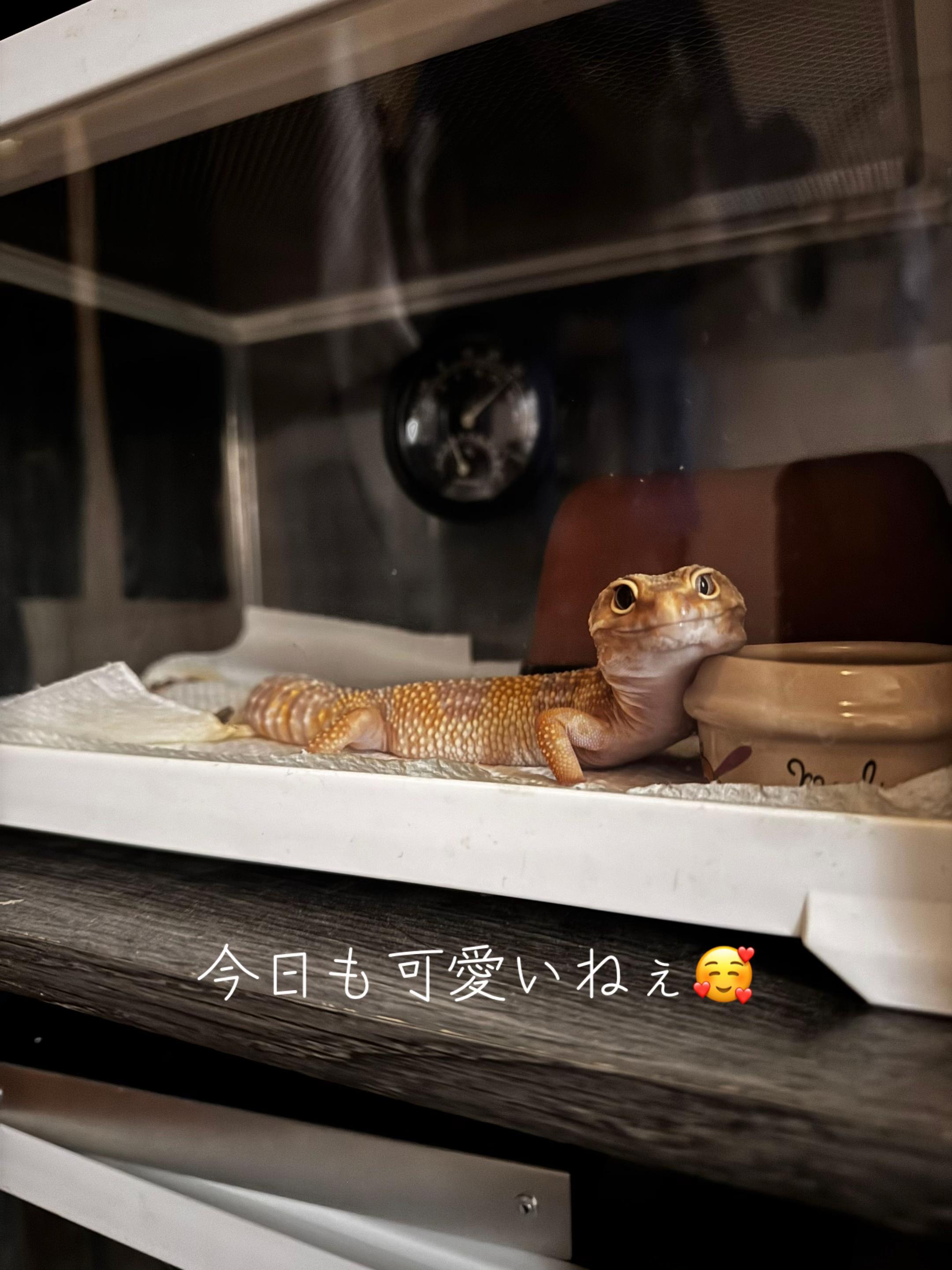 @やーまん