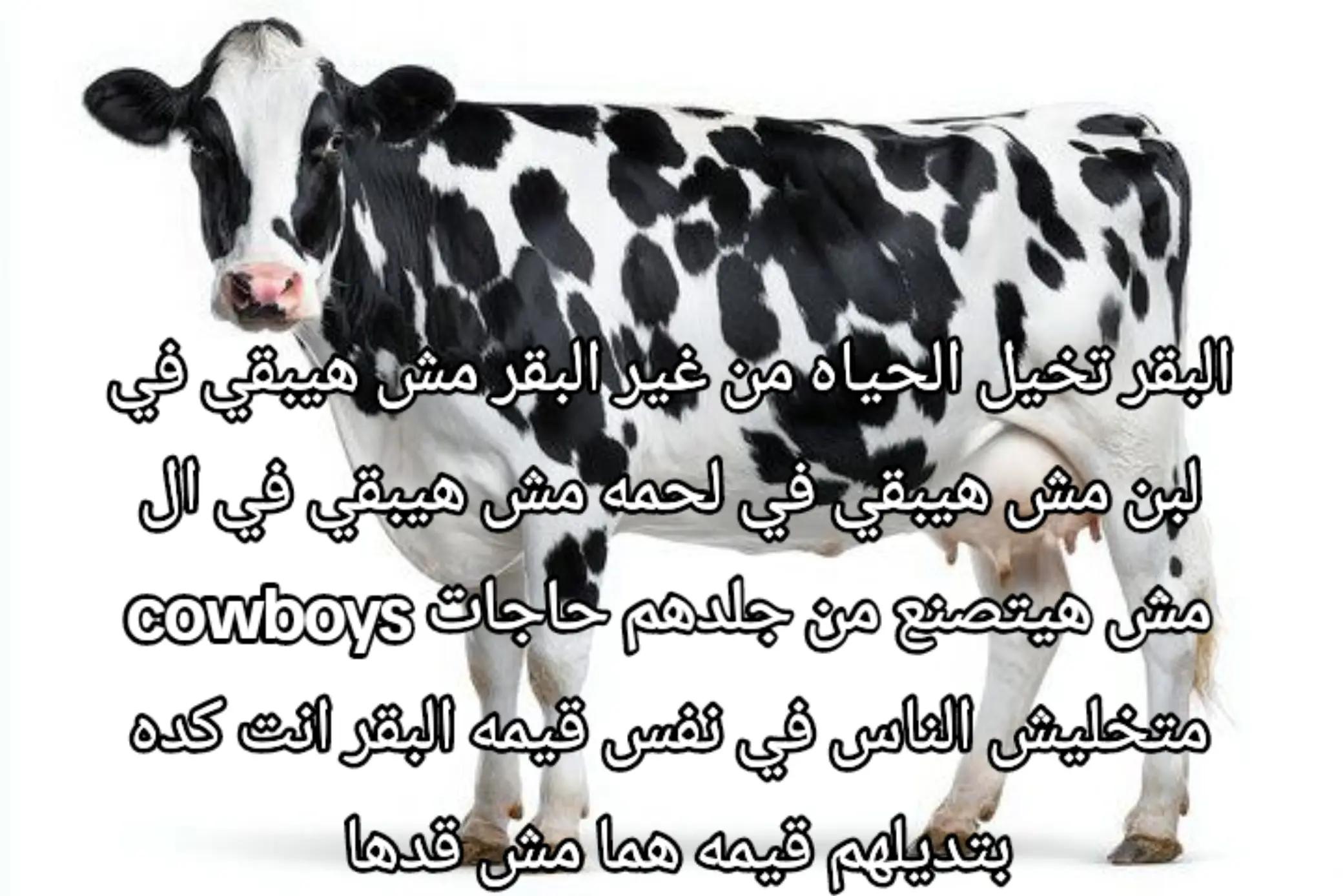 @شوكه مطبخ