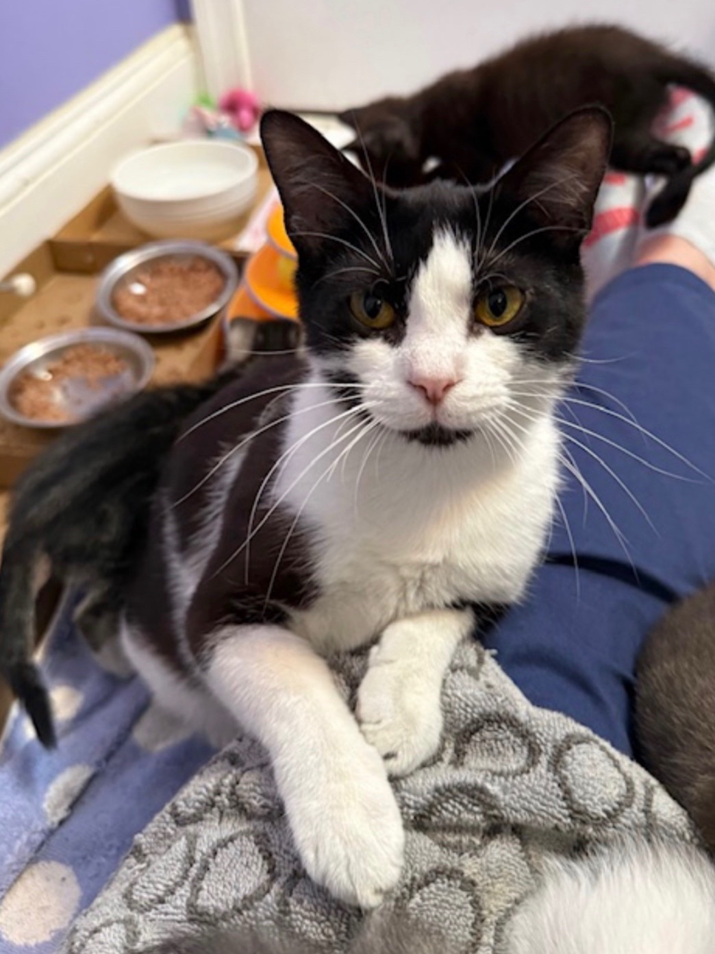 @Fancy Cats Rescue Team