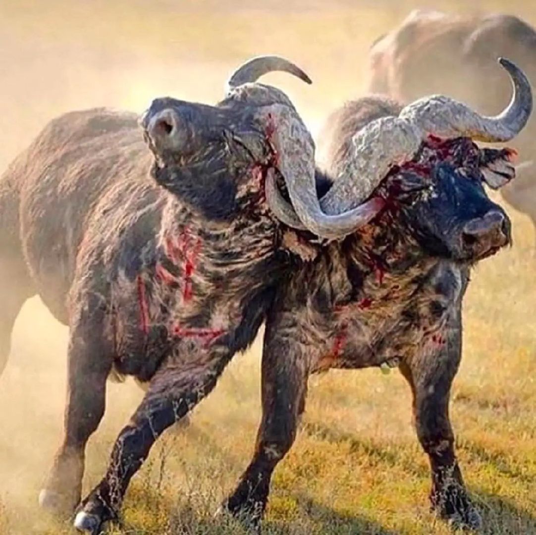 @dark_animals
