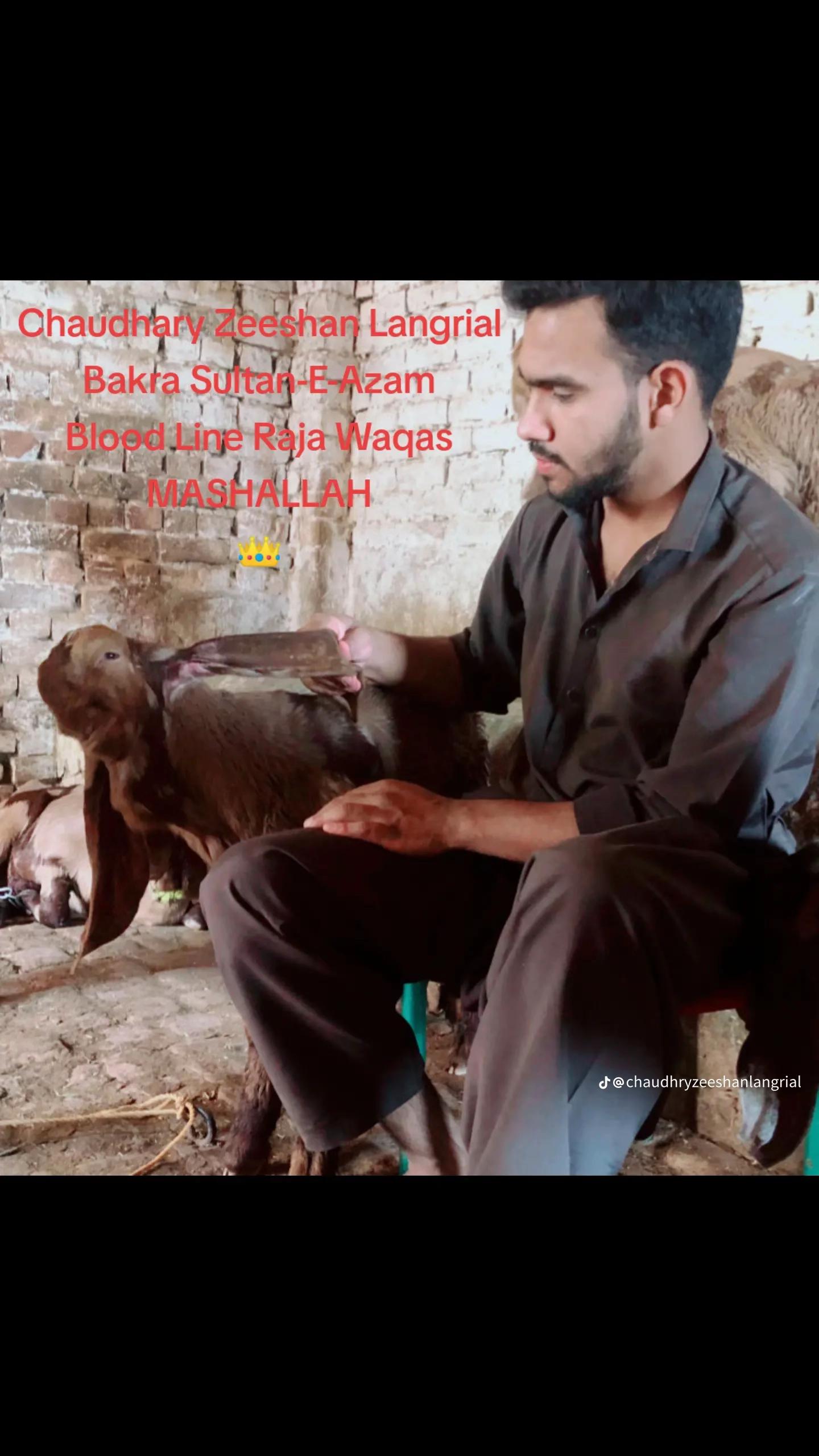 @Mohra Langrial Beetal1
