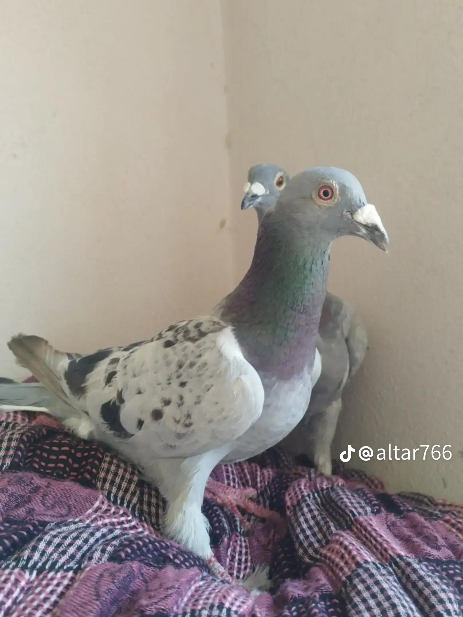 @باقر 85,G