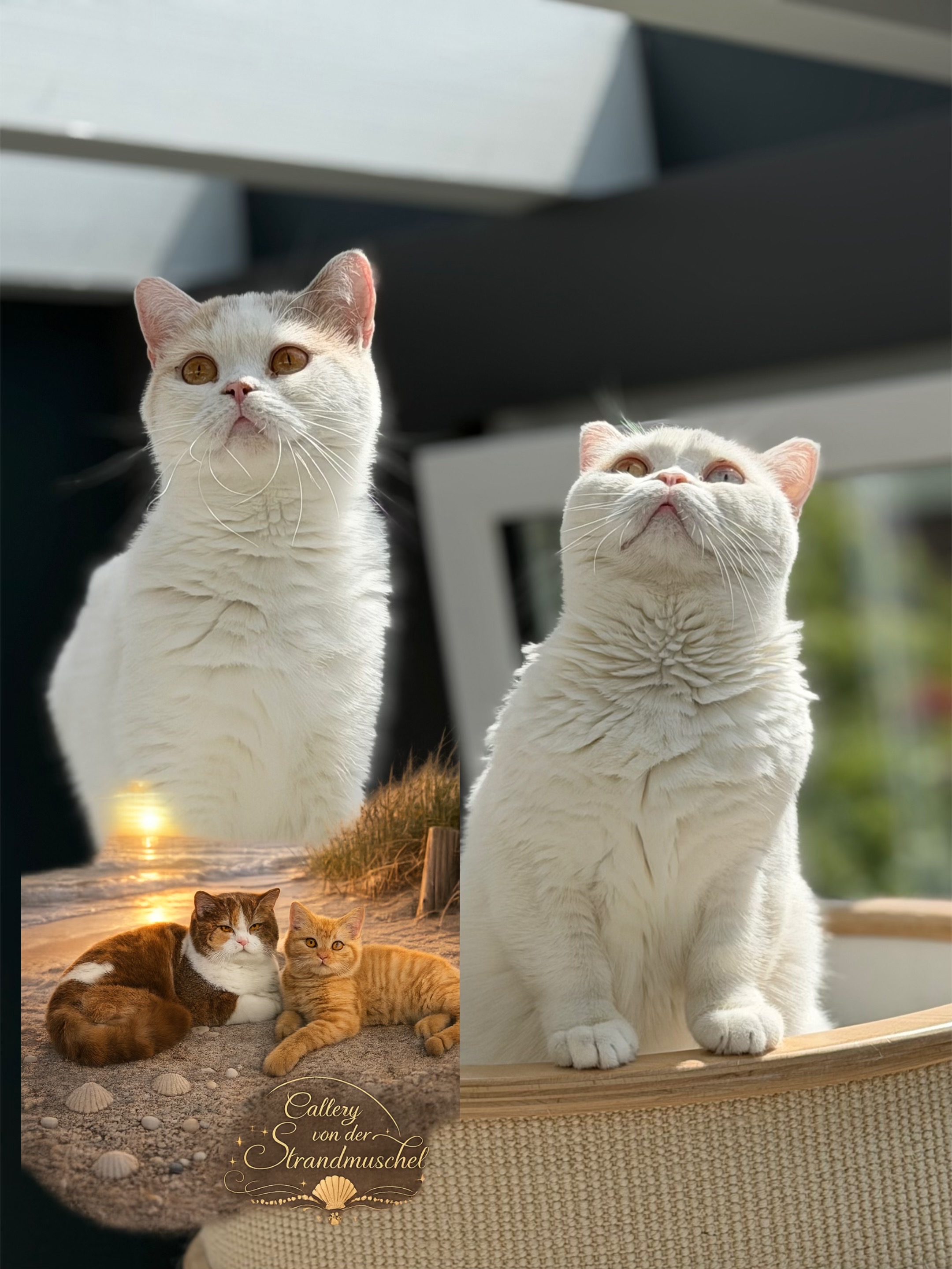 @EvelynCats ❤️😻❤️🇩🇪