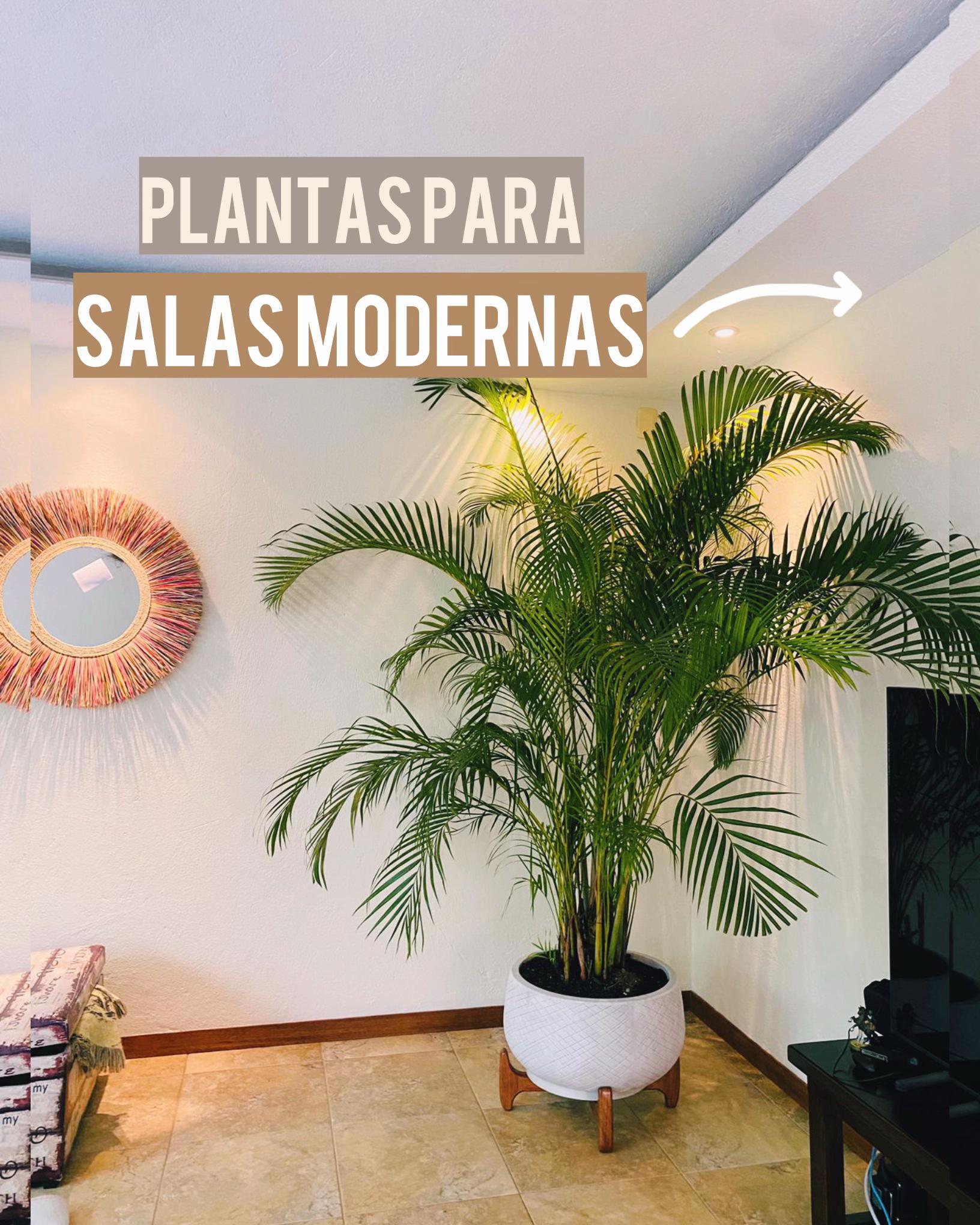 @Macetare Garden Shop Ecuador