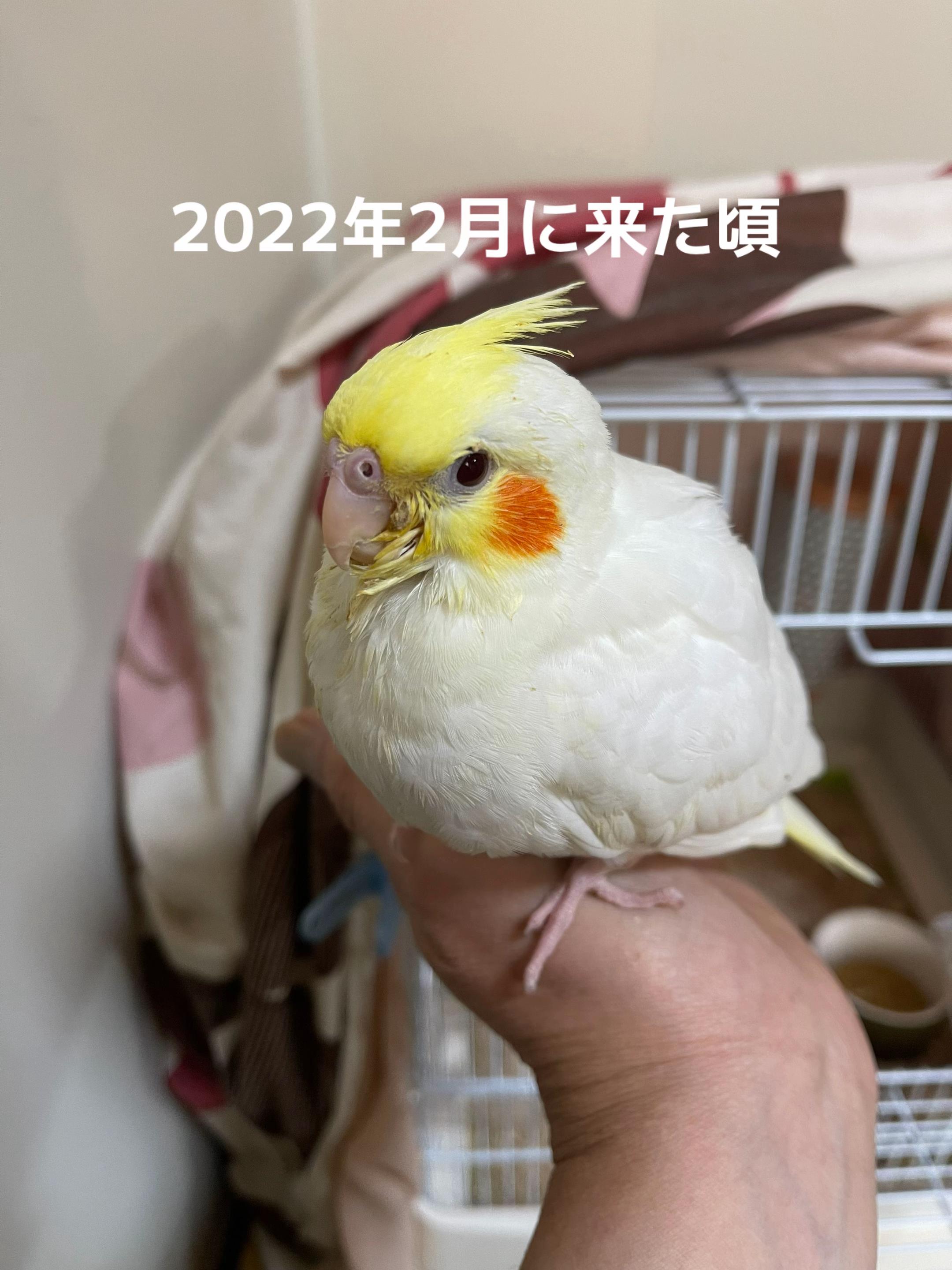 @rokusuke