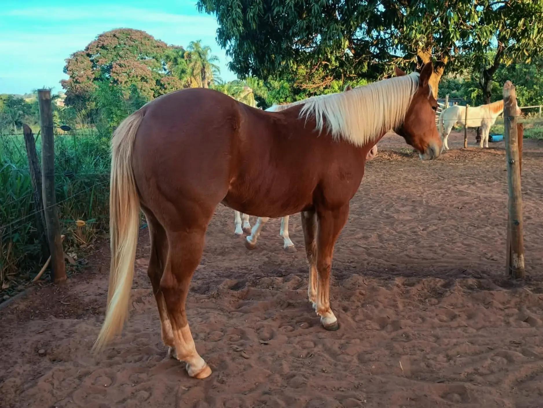 @haras amorim