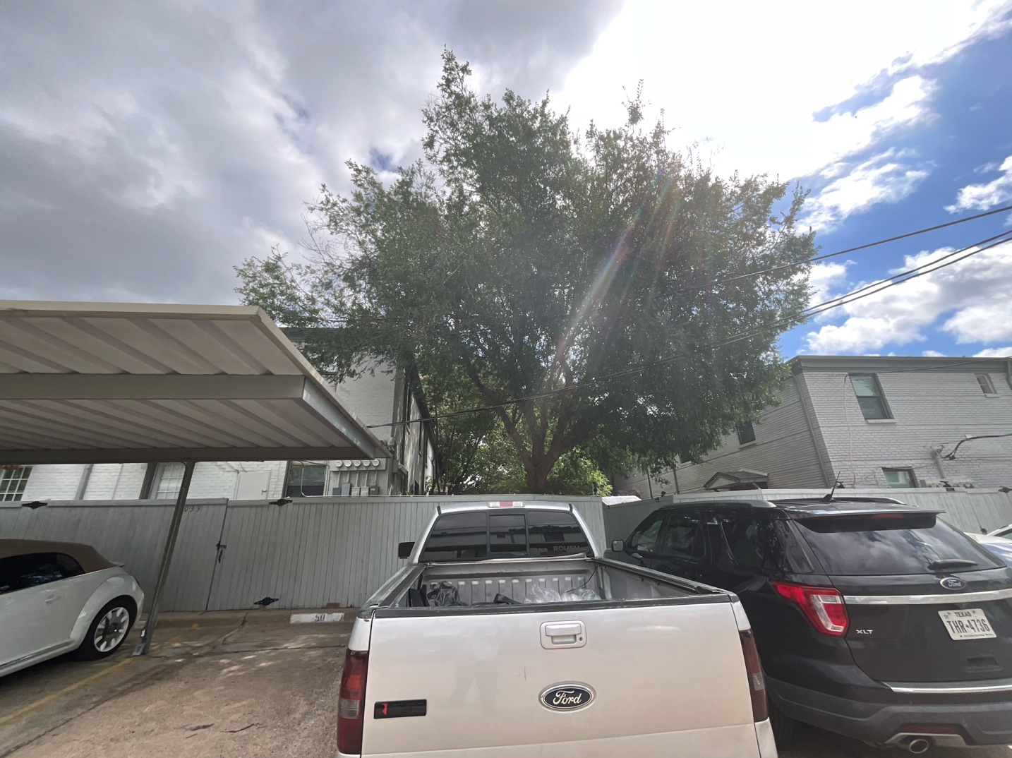 @Live Oak Tree Service