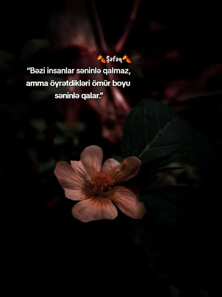 @🍂ŞƏFƏQ🍂