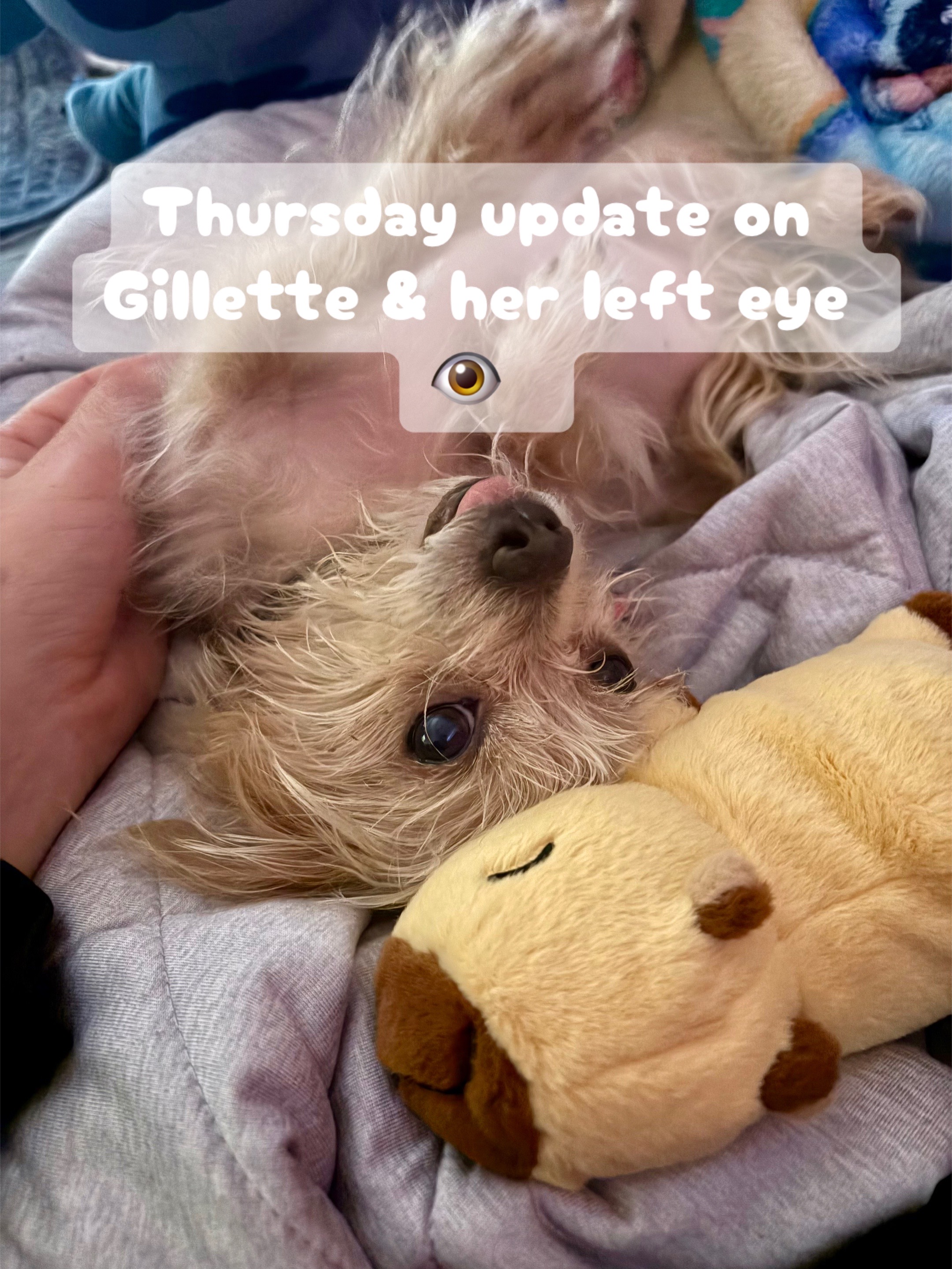 @Gillette the Puppy