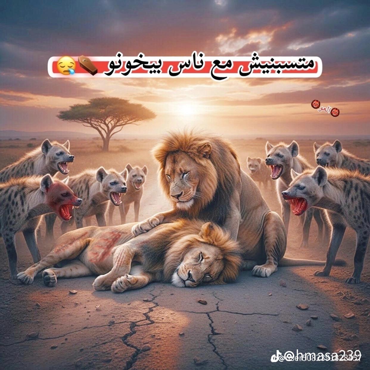 @Hala ismail