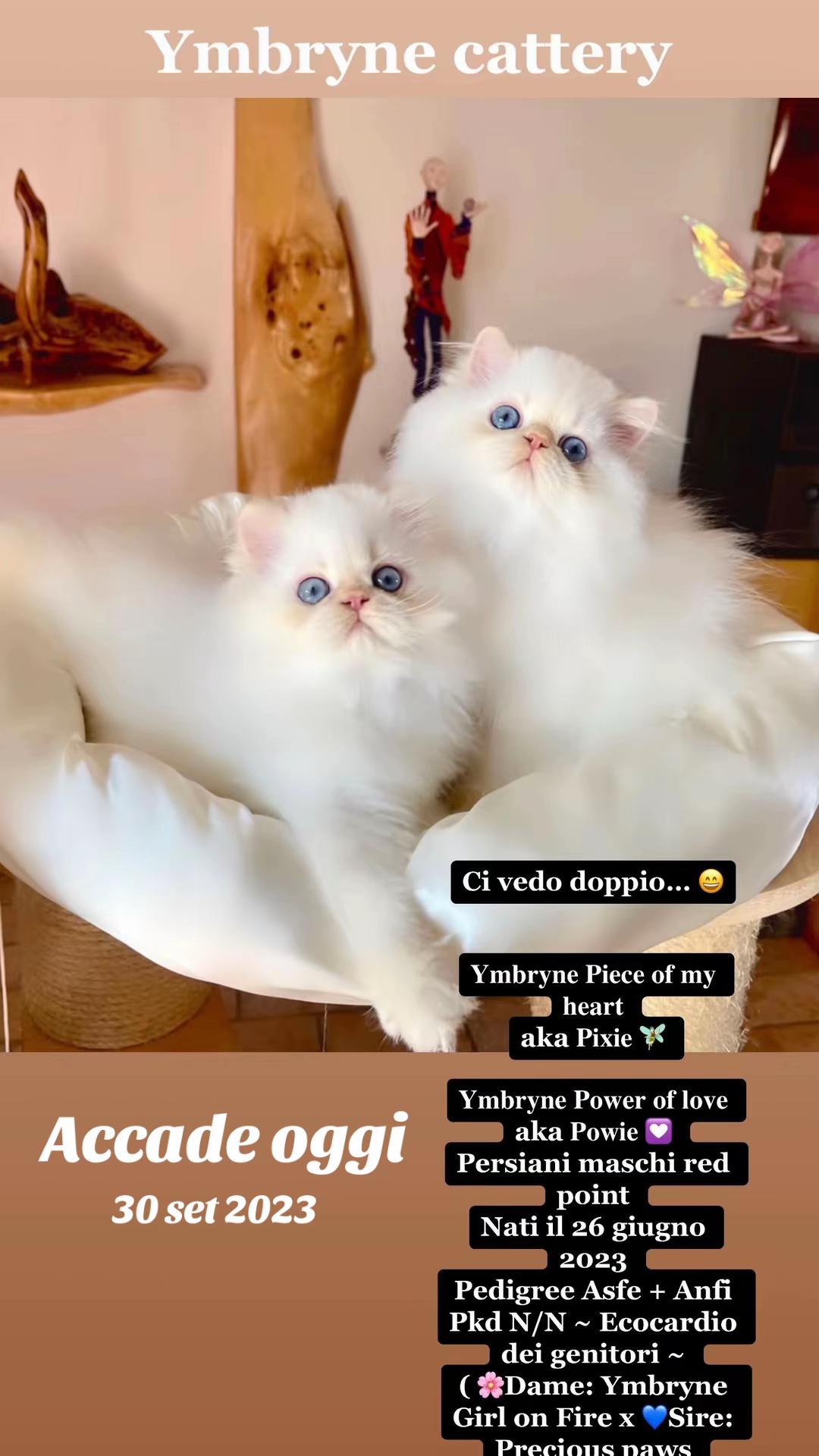 @Deborah Zardoni Galli