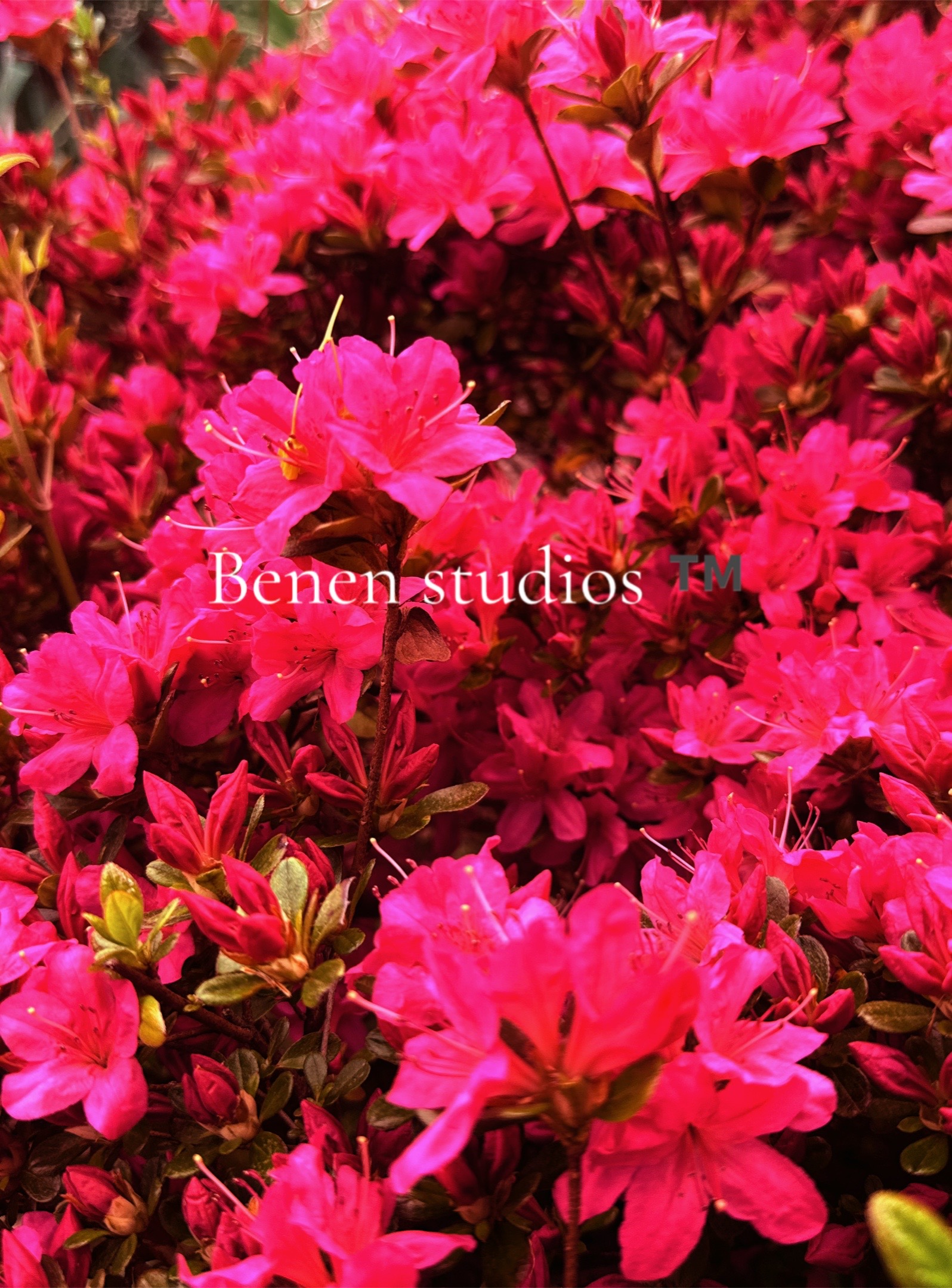@onlybenen