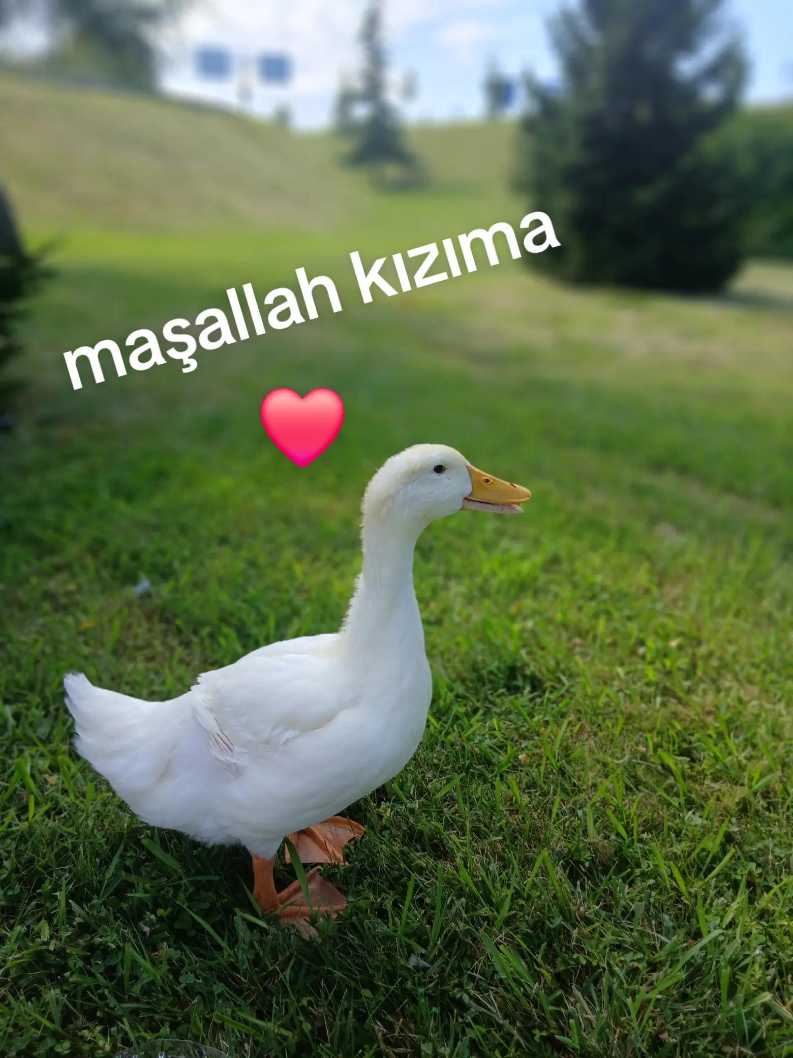 @61 trabzonlu 61