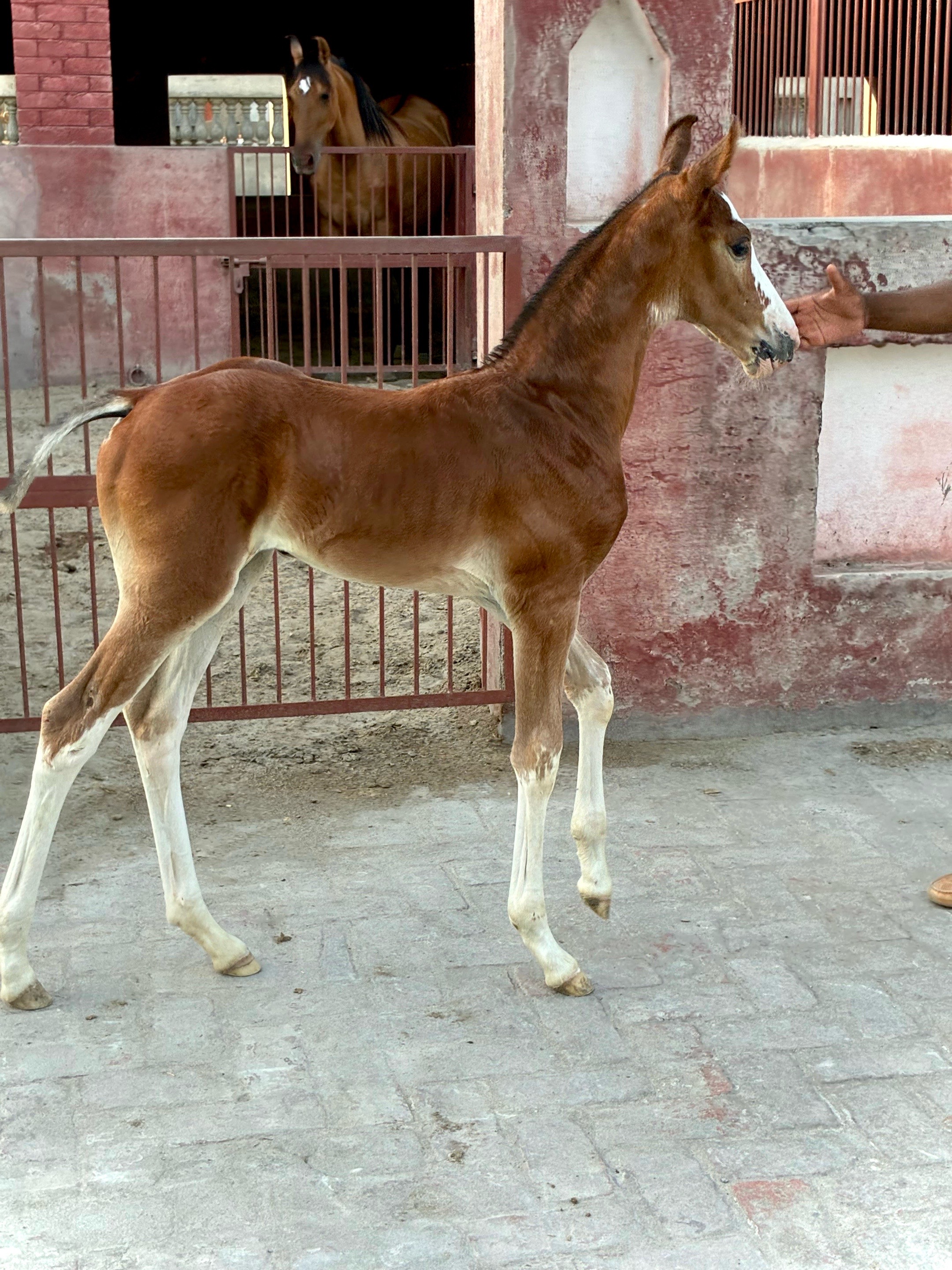 @Syed Asad Rizvi