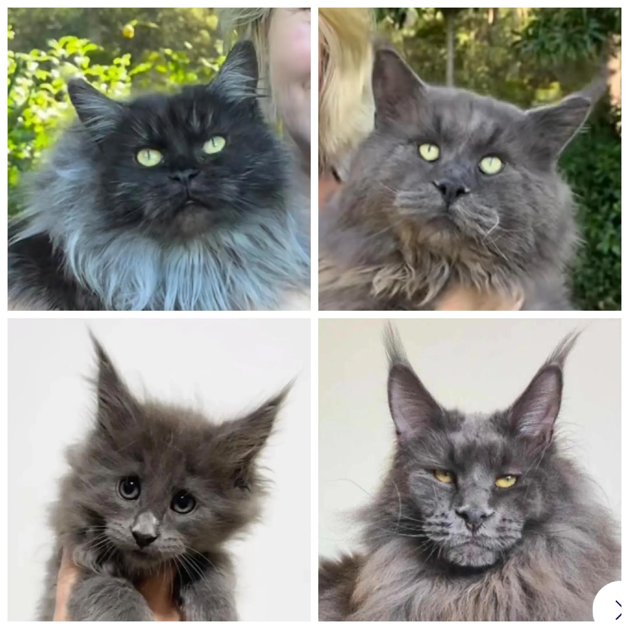 @Ragnar the Maine Coon 🐈
