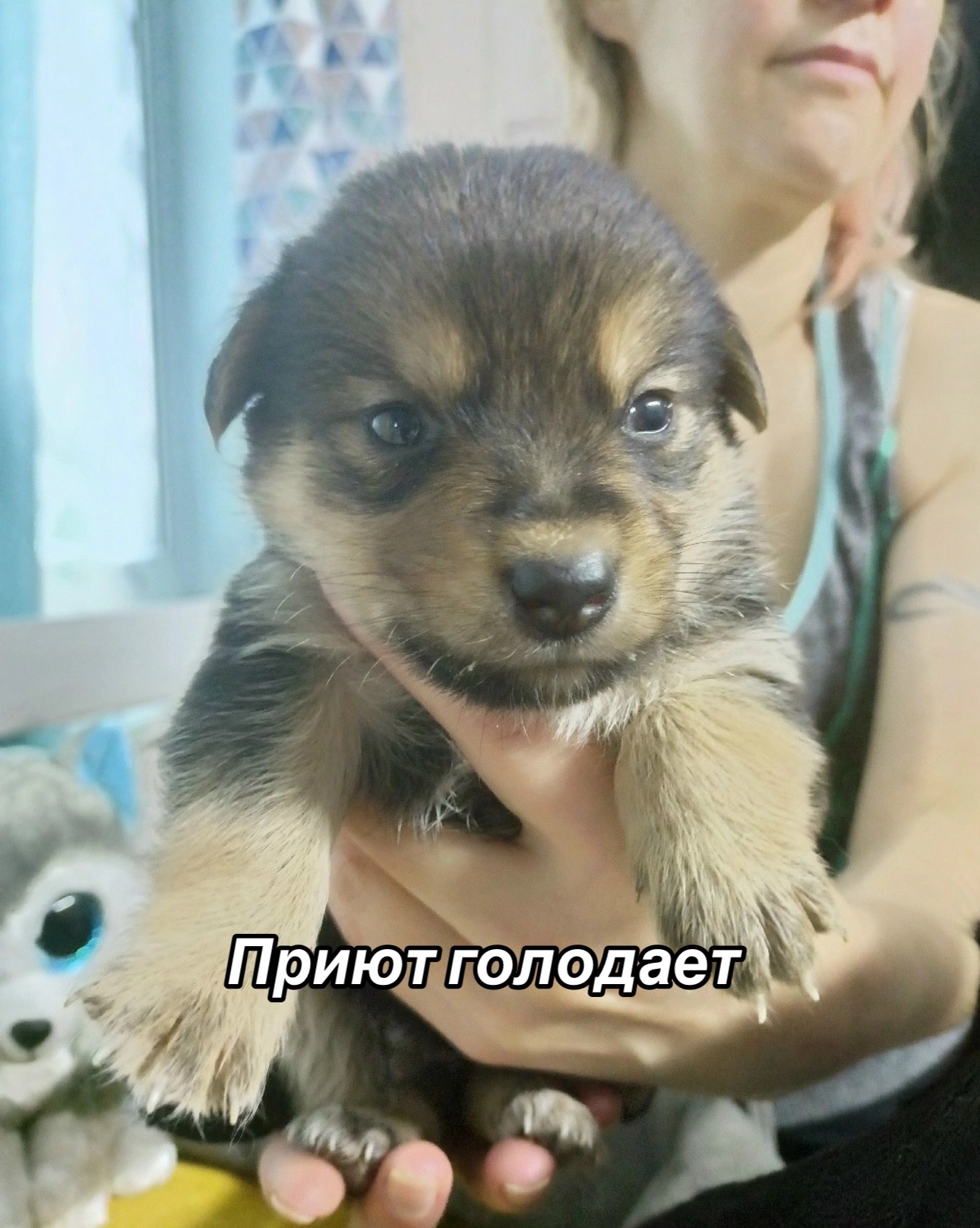 @Приют для животных Потеряшка
