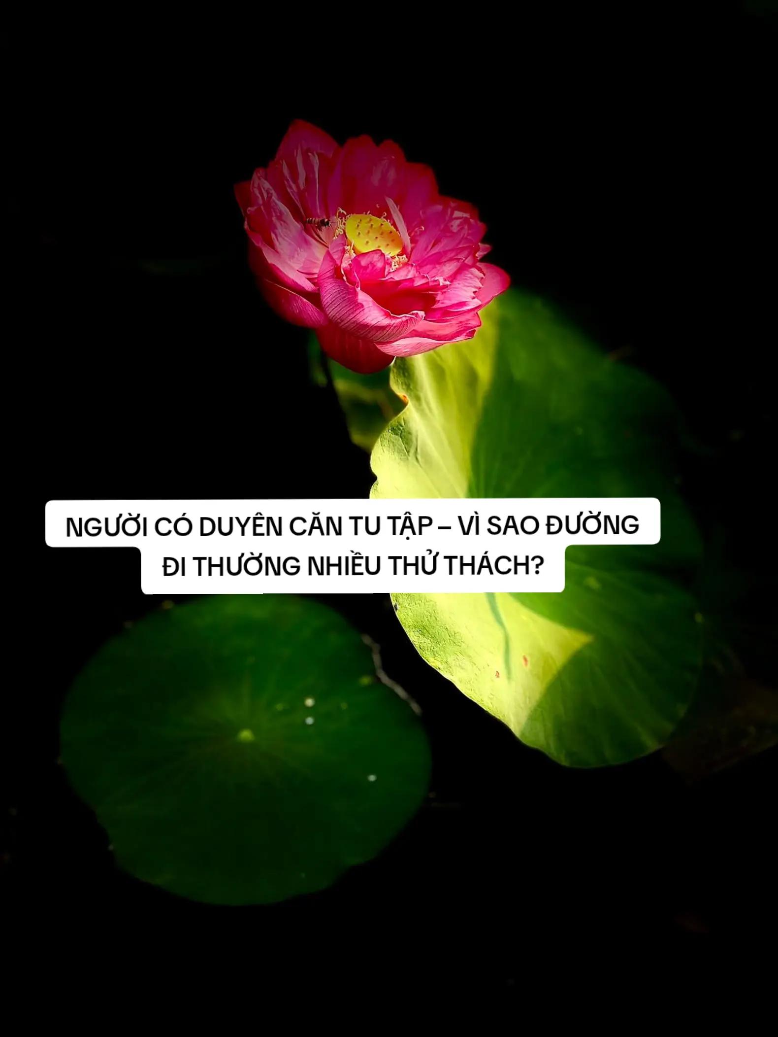 @Hồng Nguyệt