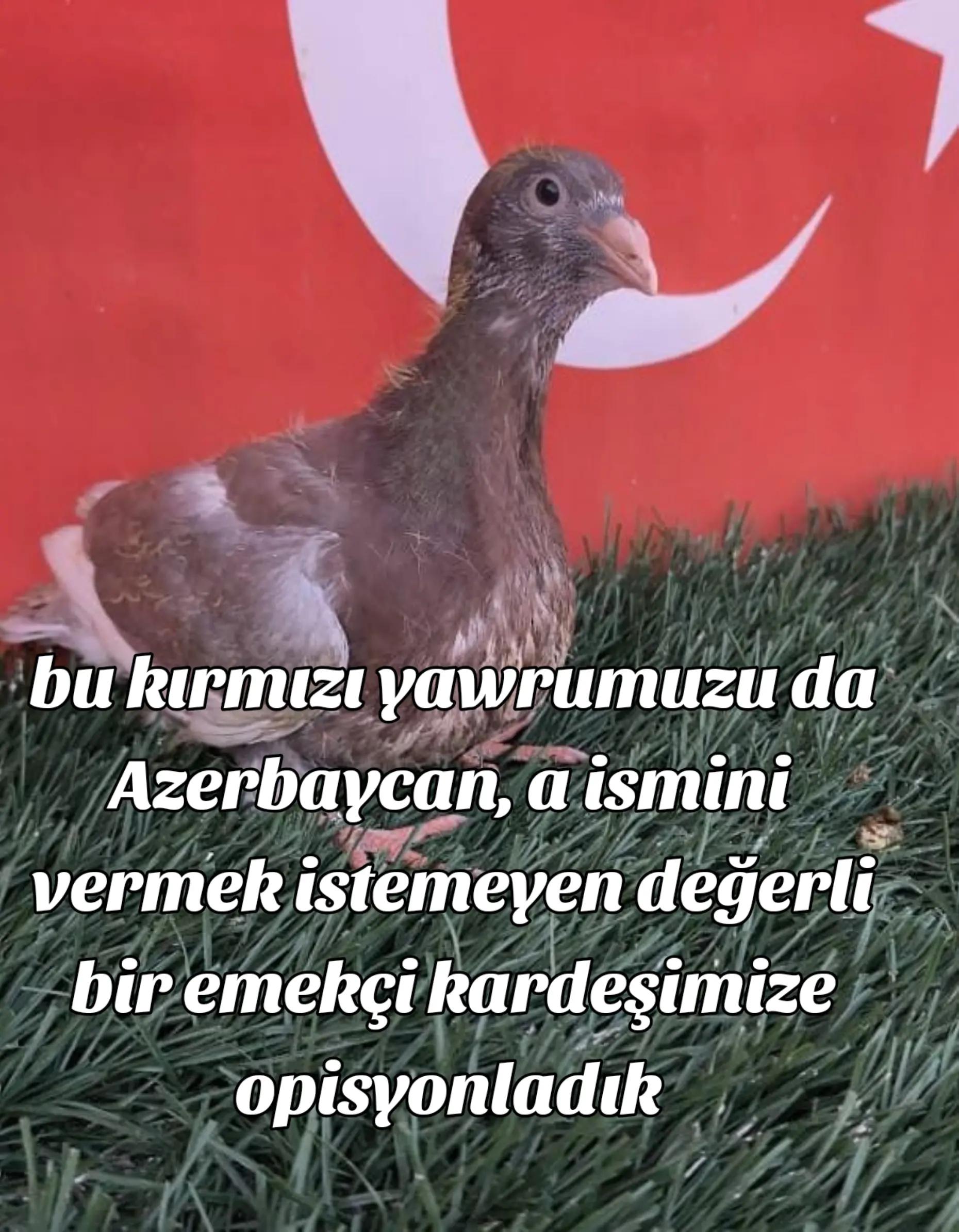 @0163Adanabatarkusu_federasyonu