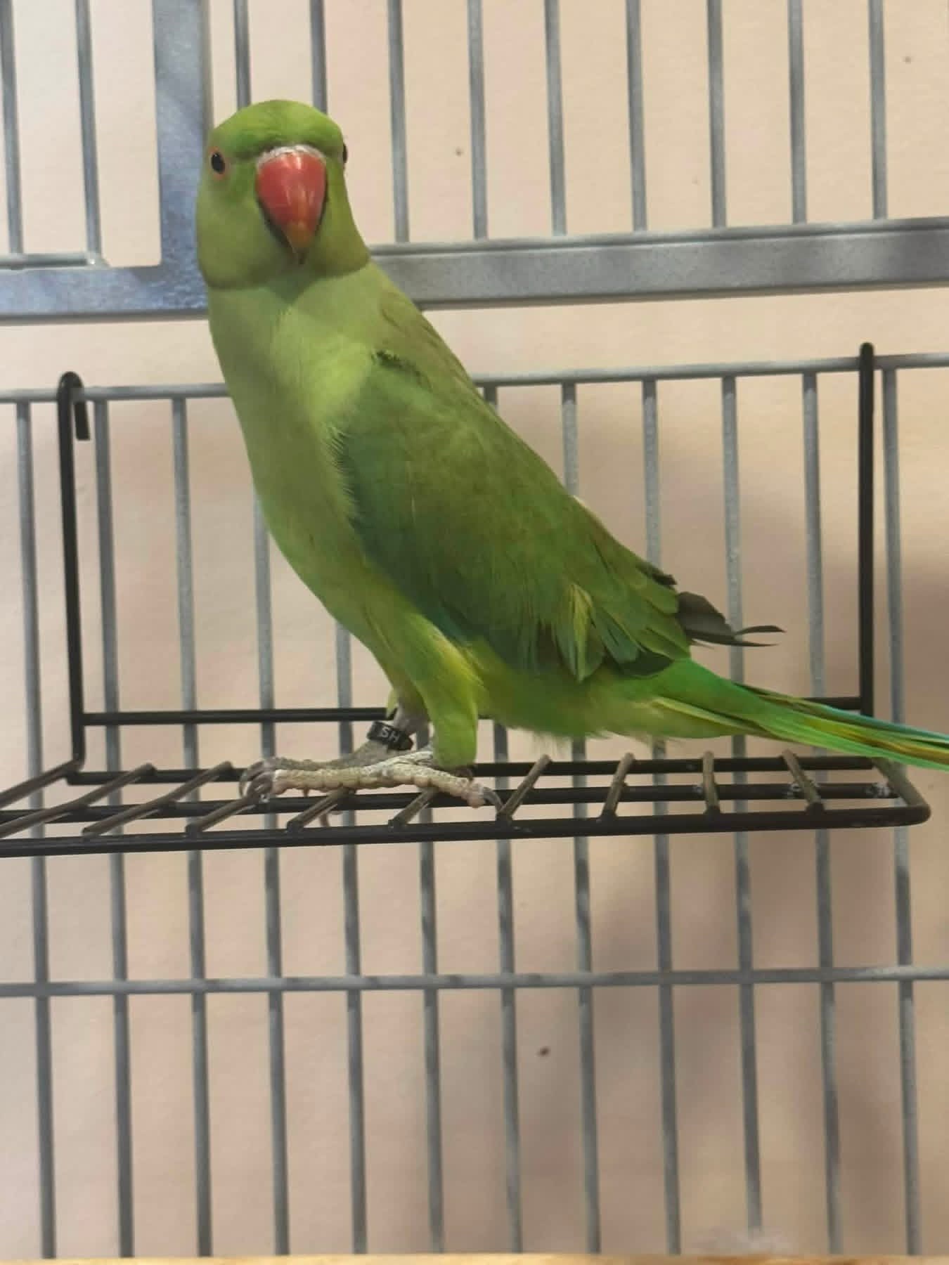 @Ring-necked Parakeets