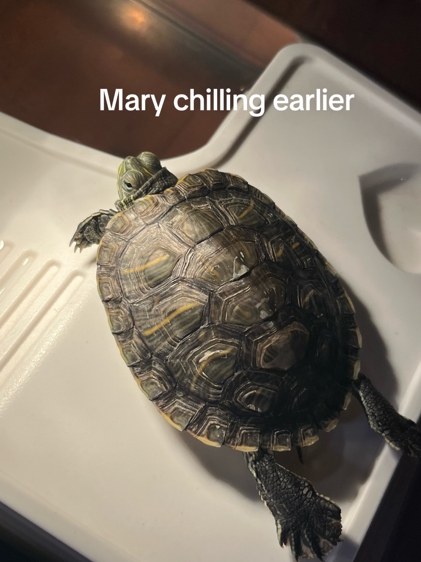 @Larry and Mary turtles