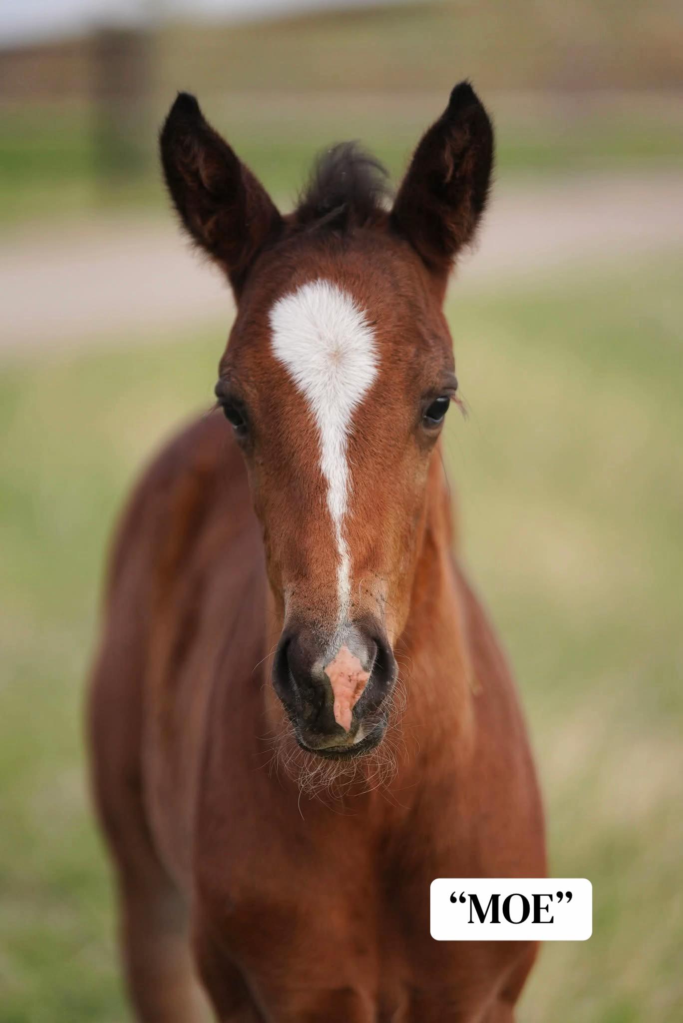 @Hanginghorses