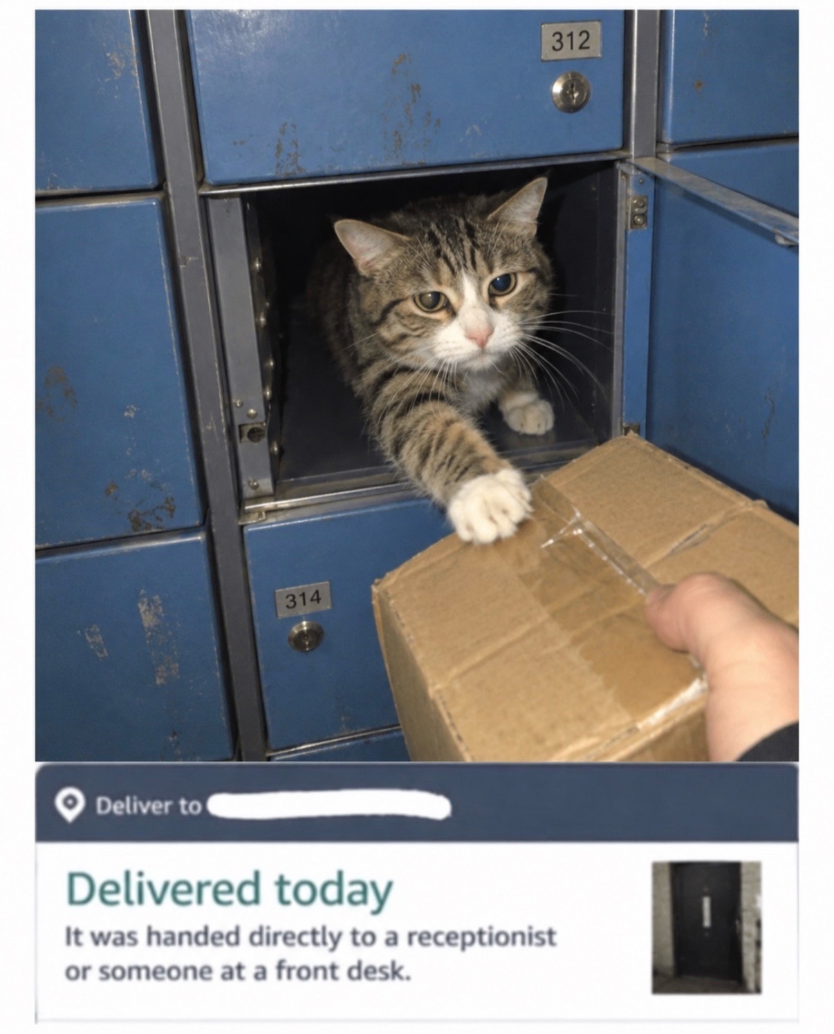 @cat memes