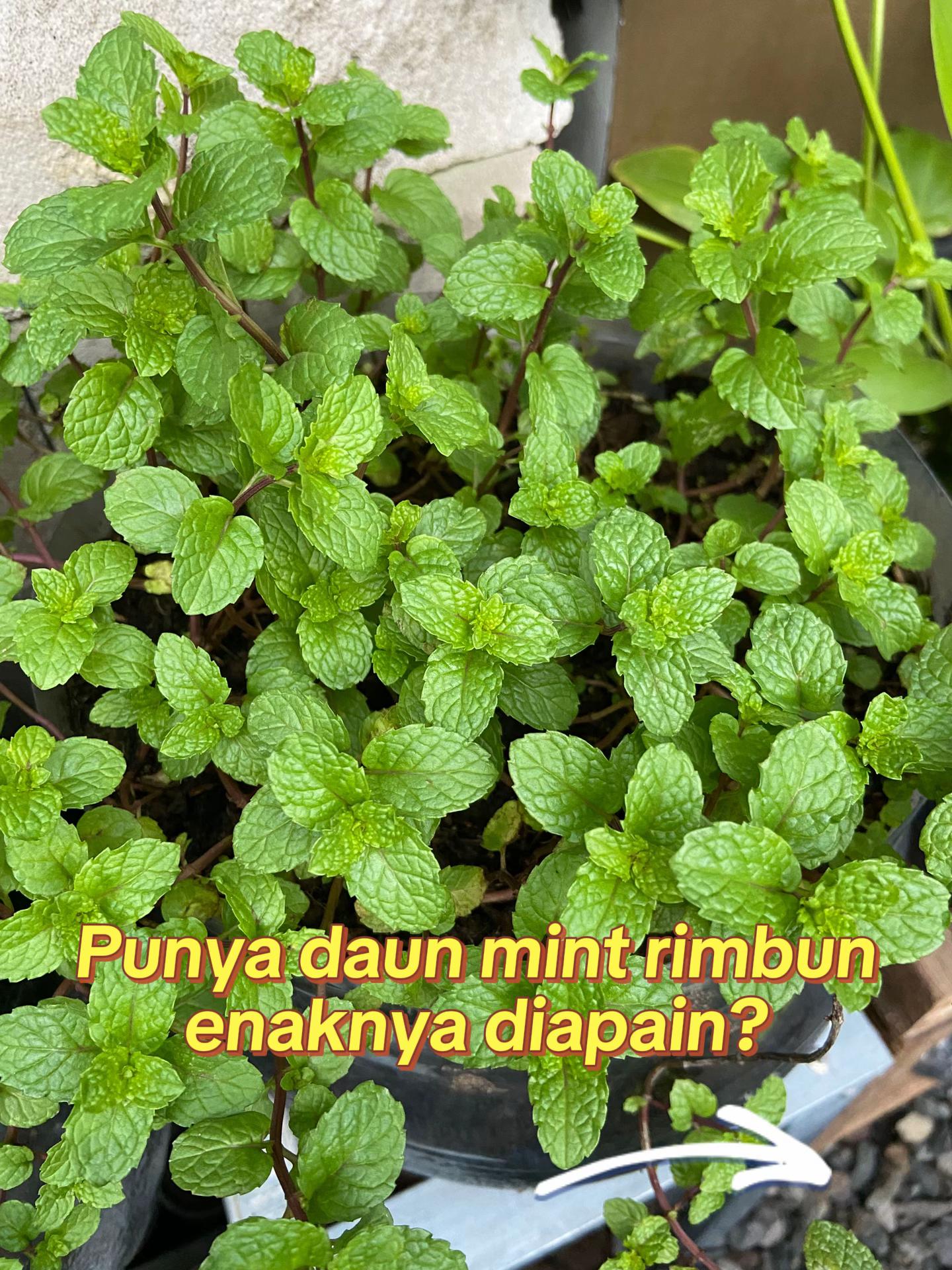 @Rumah Bertiga