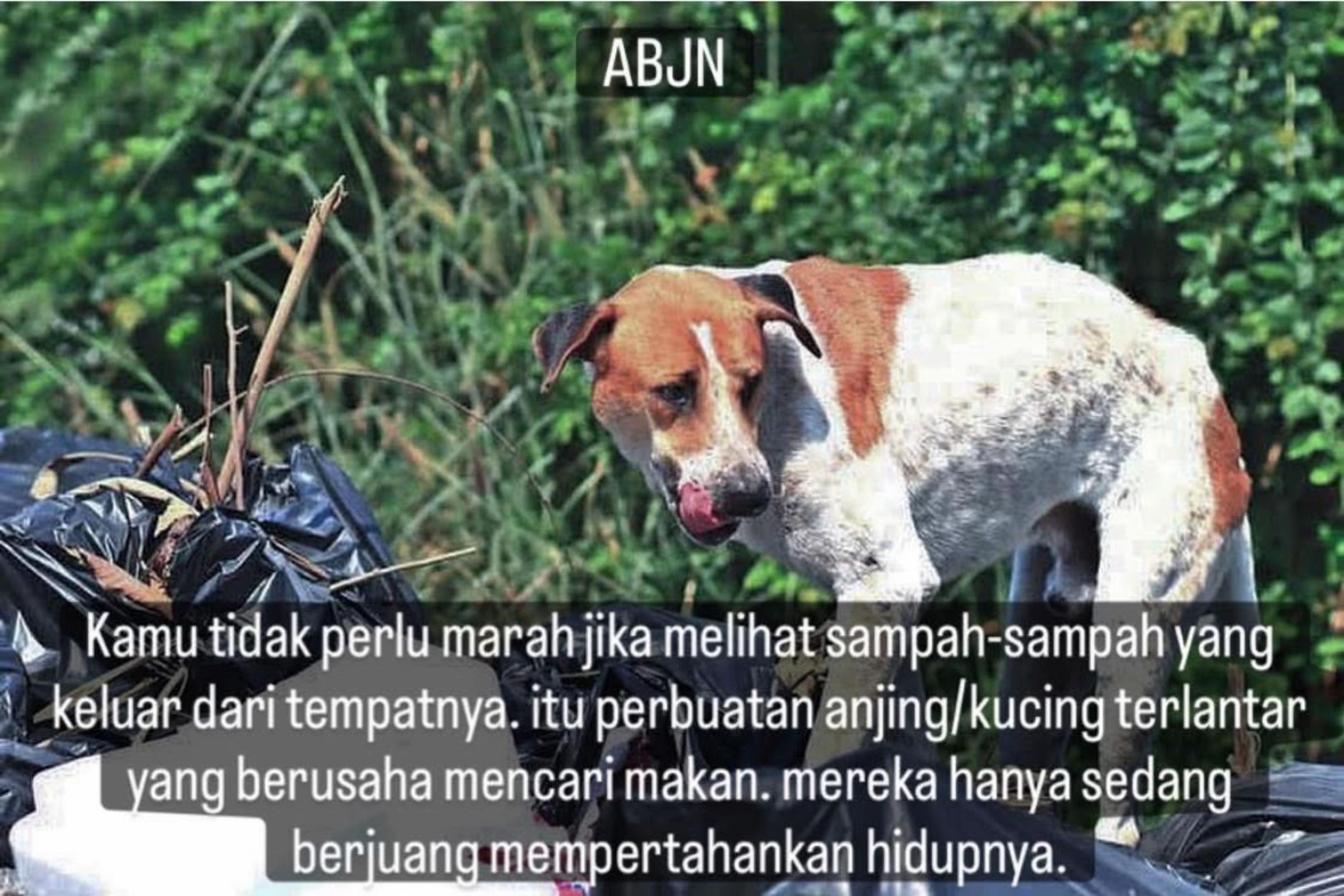 @indonesian_dog_lover
