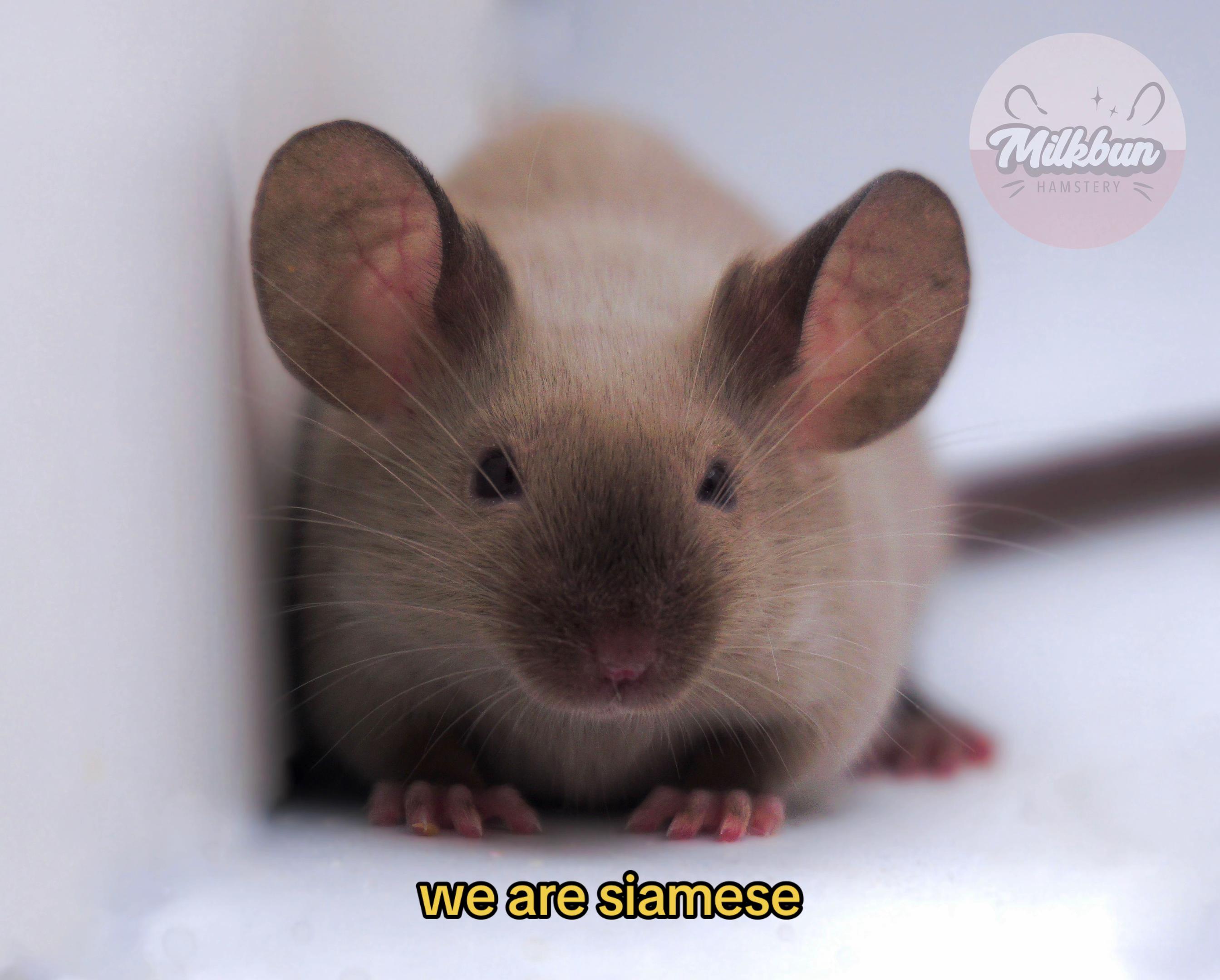 @Milkbun Hamstery 🍡