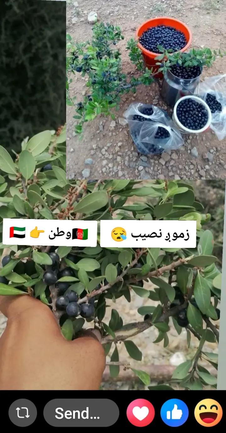 @Zienatullah ZaheeR