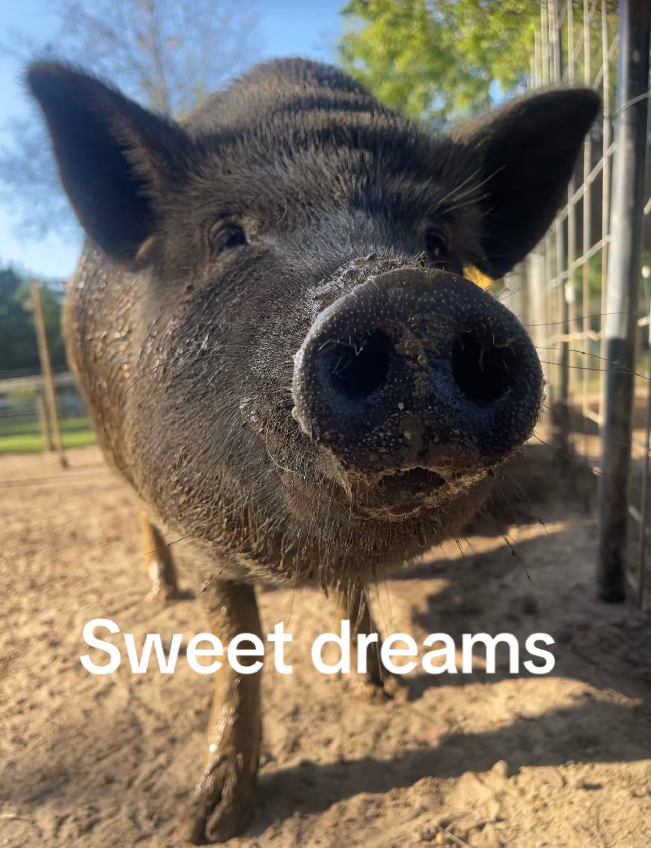 @Amy’s Acres Rescue/Sanctuary🐽
