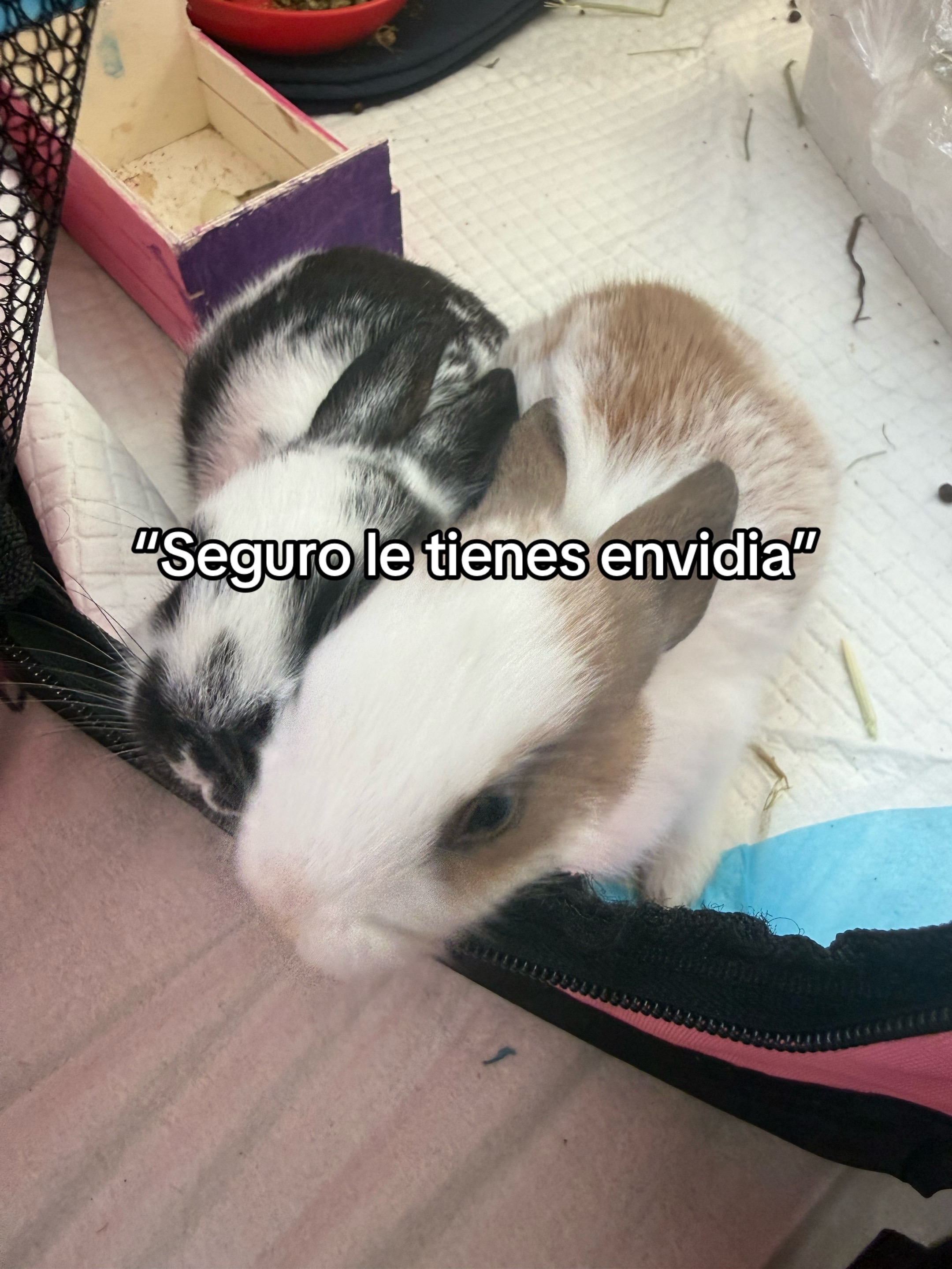 @😈Sofia_mm2😈