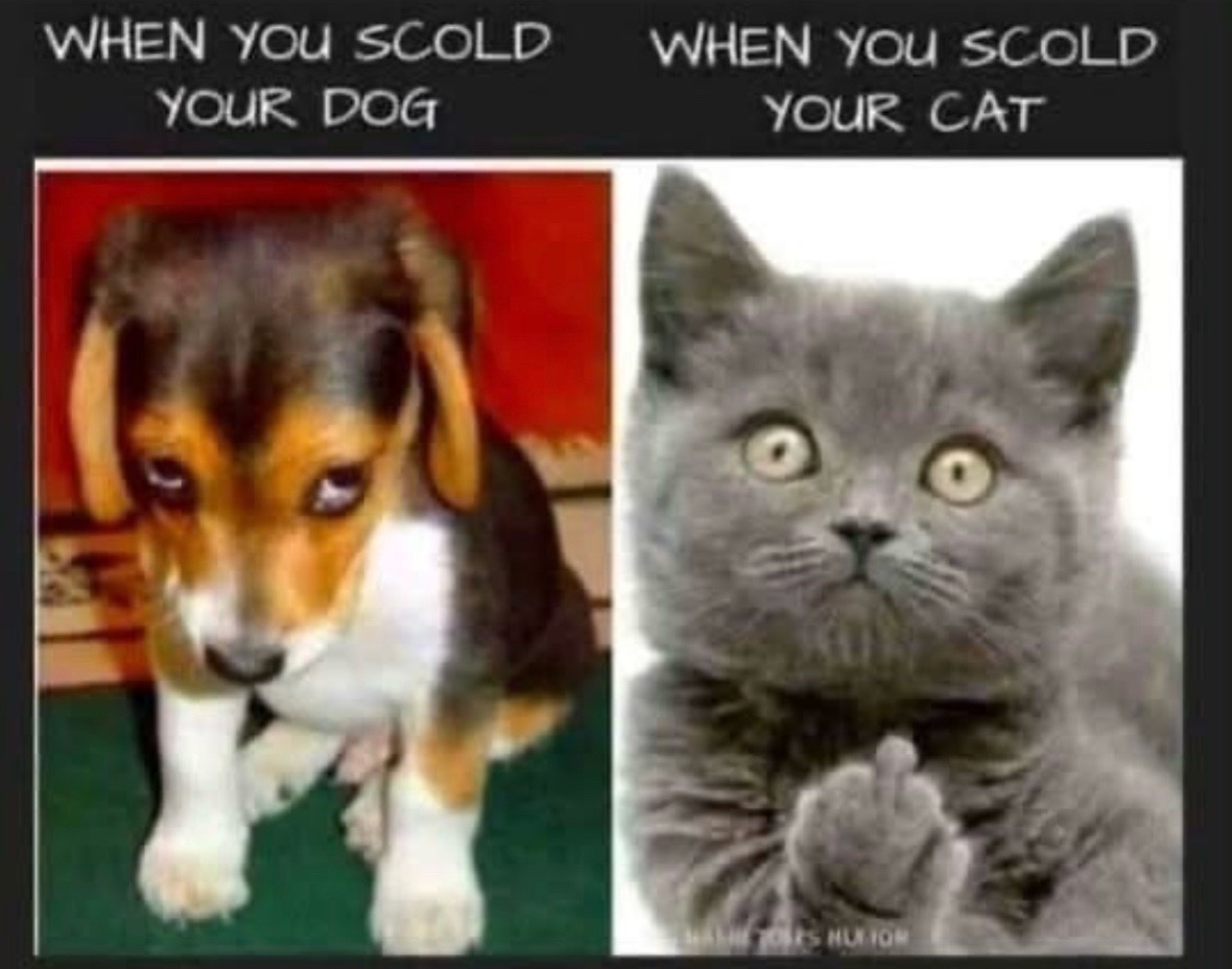 @Bratcats