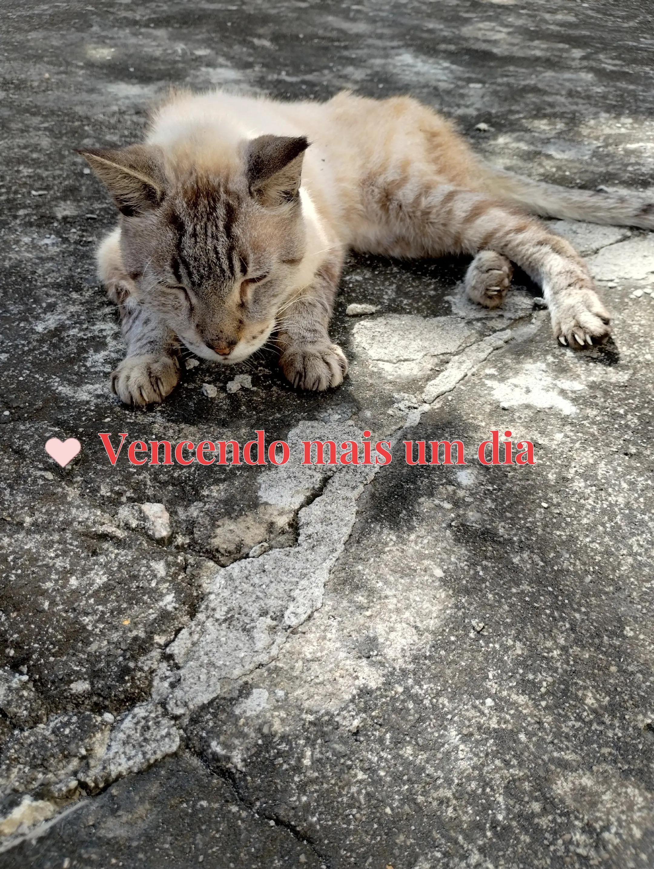 @Pinschers de Paz