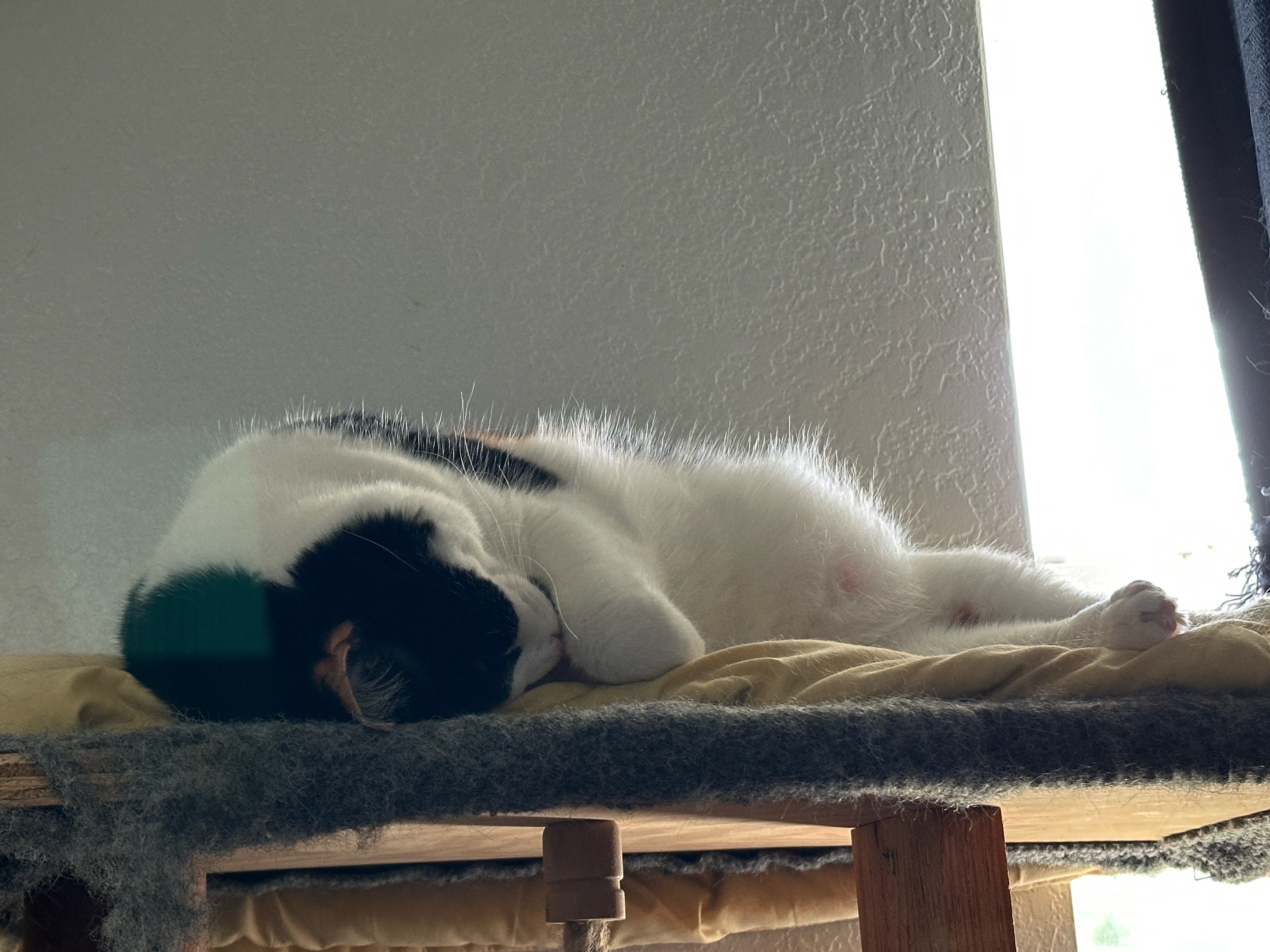 @Catmomming