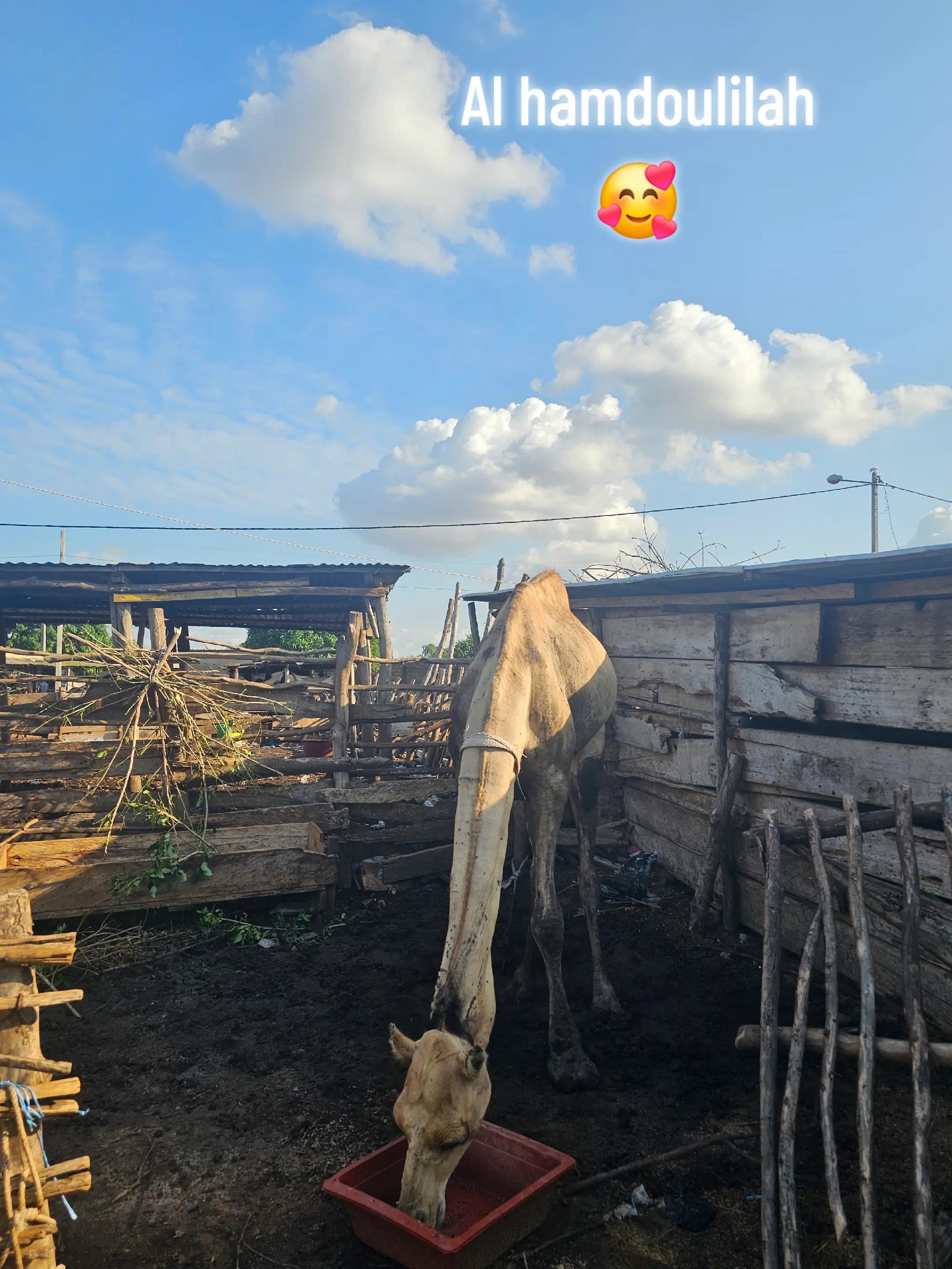 @LE BERGER☘️ÉLEVER💦🥰🇨🇮🇲🇱