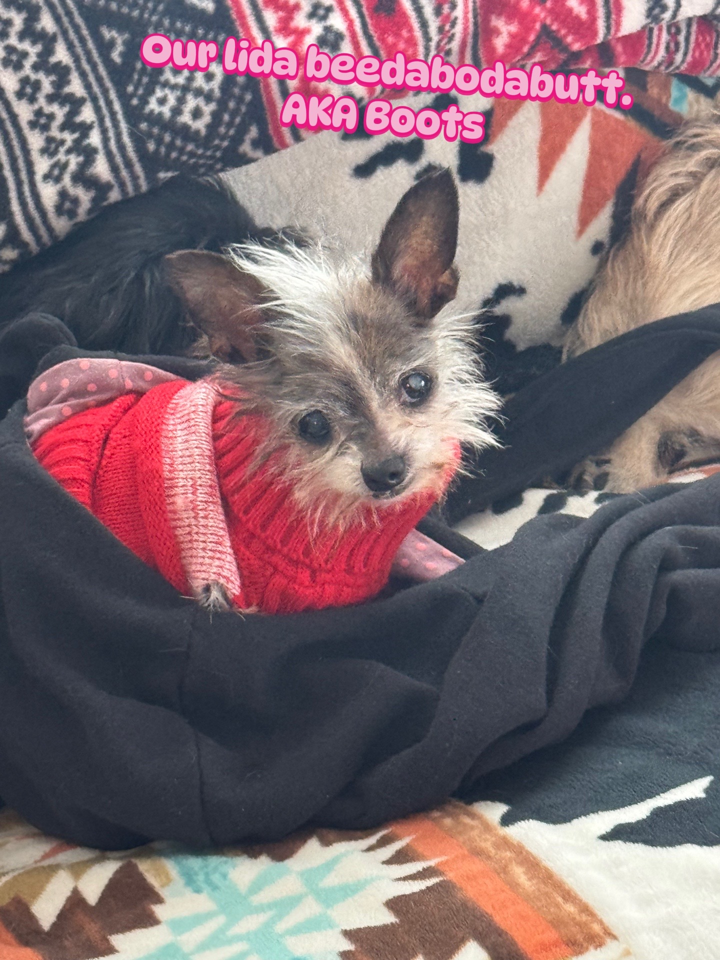 @405&ensp;Animal&ensp;Rescue