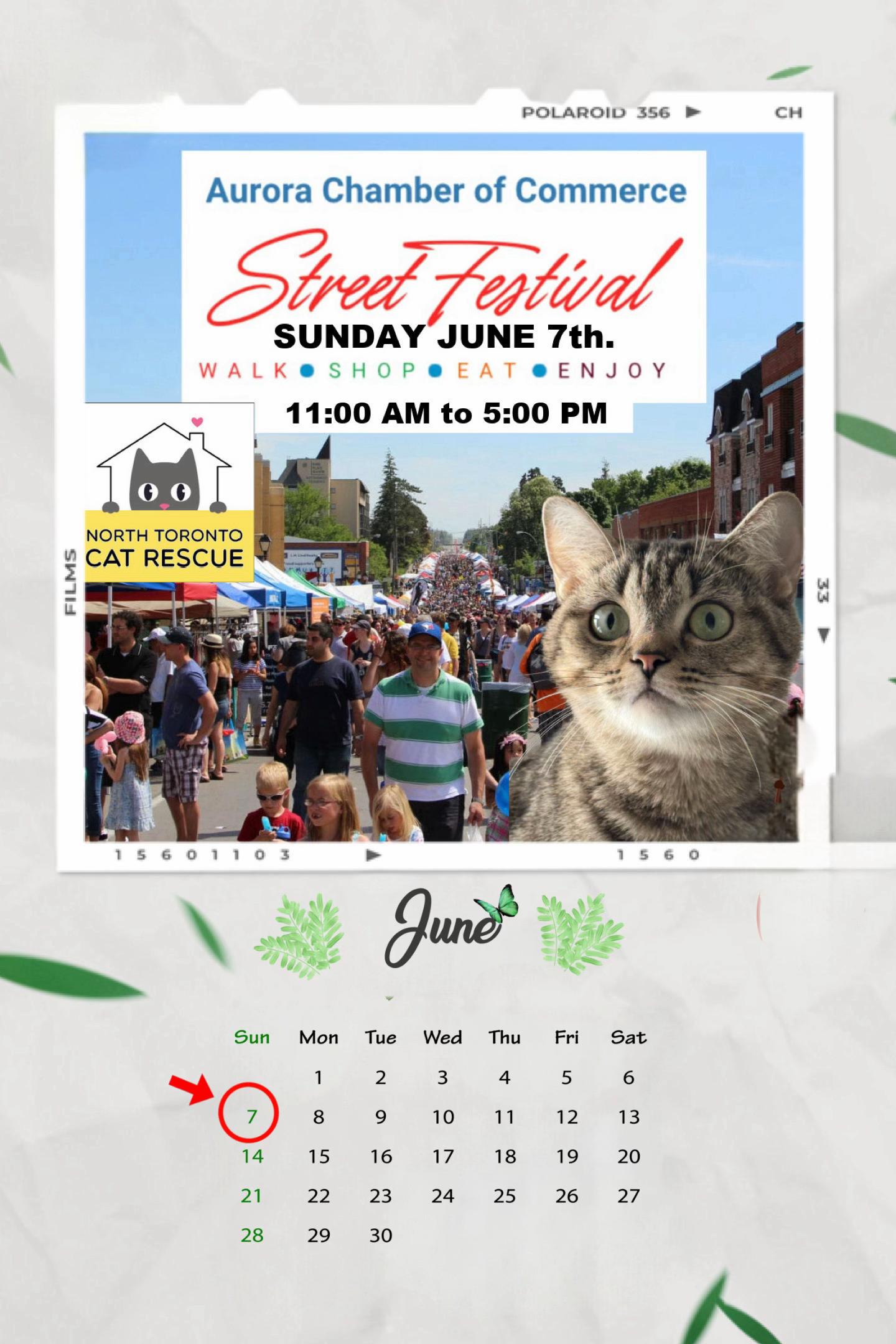@North Toronto Cat Rescue