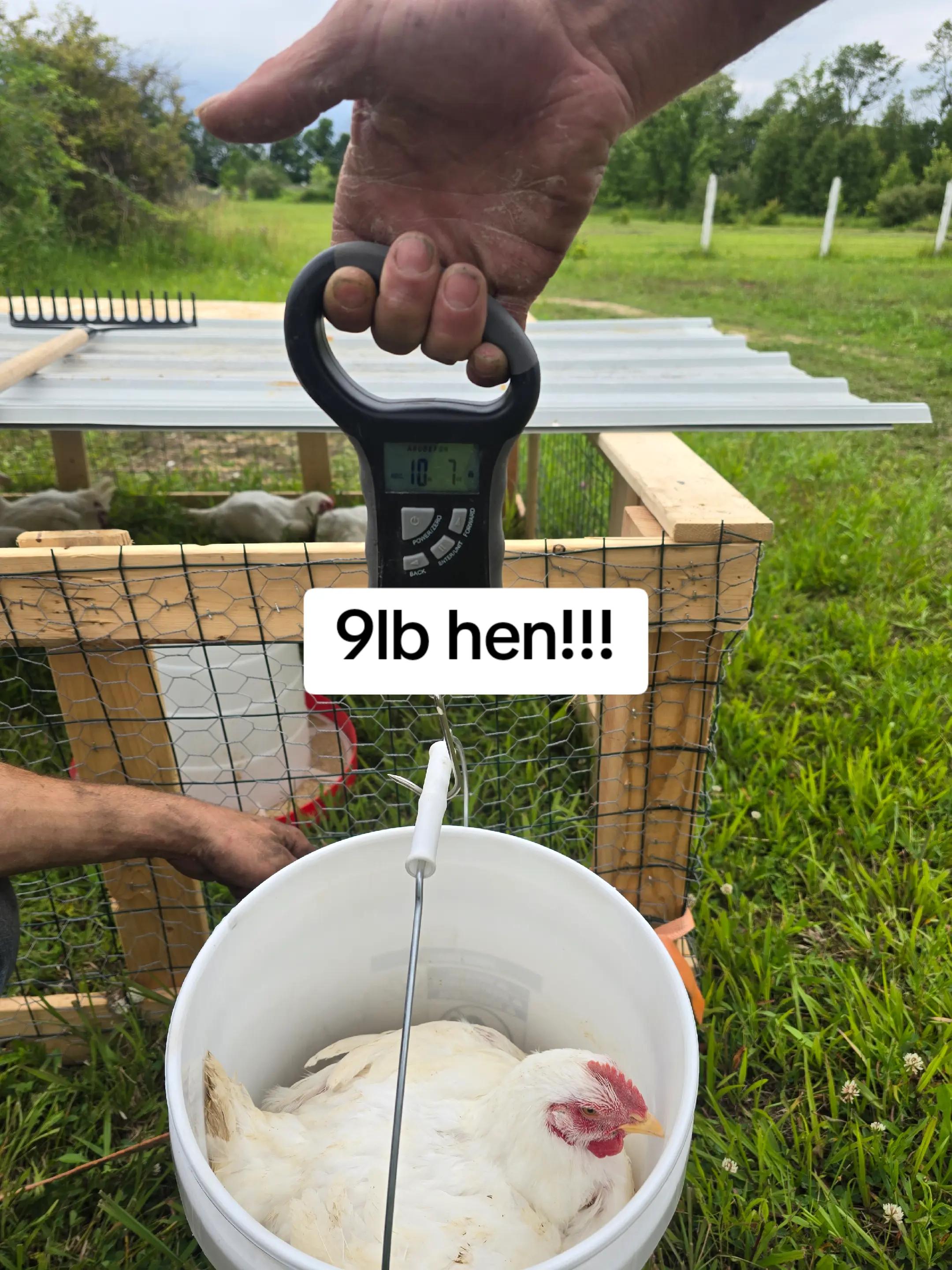 @2nd_Amend_Pasture_Raised_Eggs