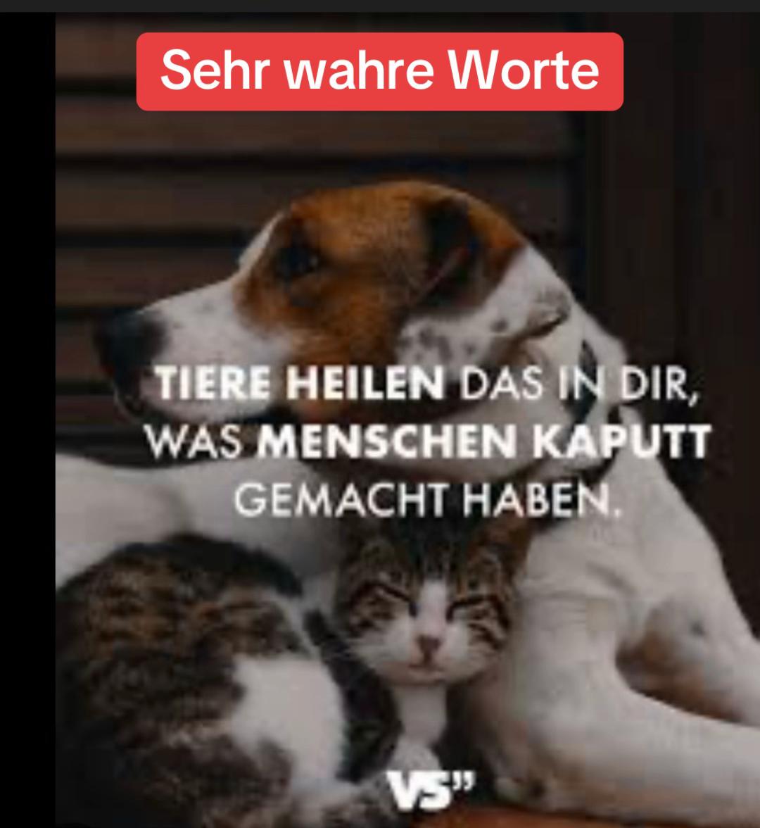@Lua Team🐈🐕&zwj;🦺L&ouml;wenherz❤️🦁