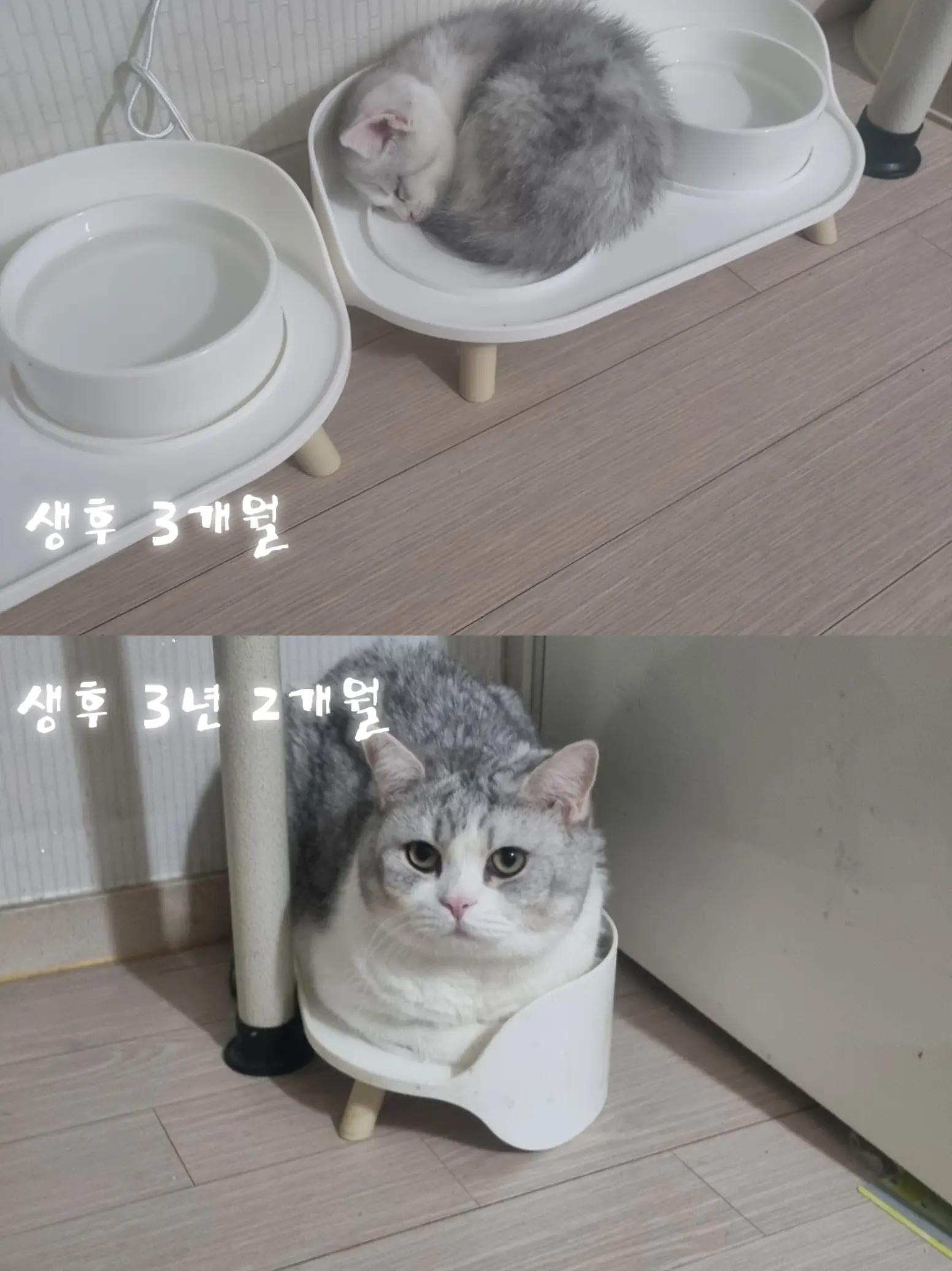 @고여사또치