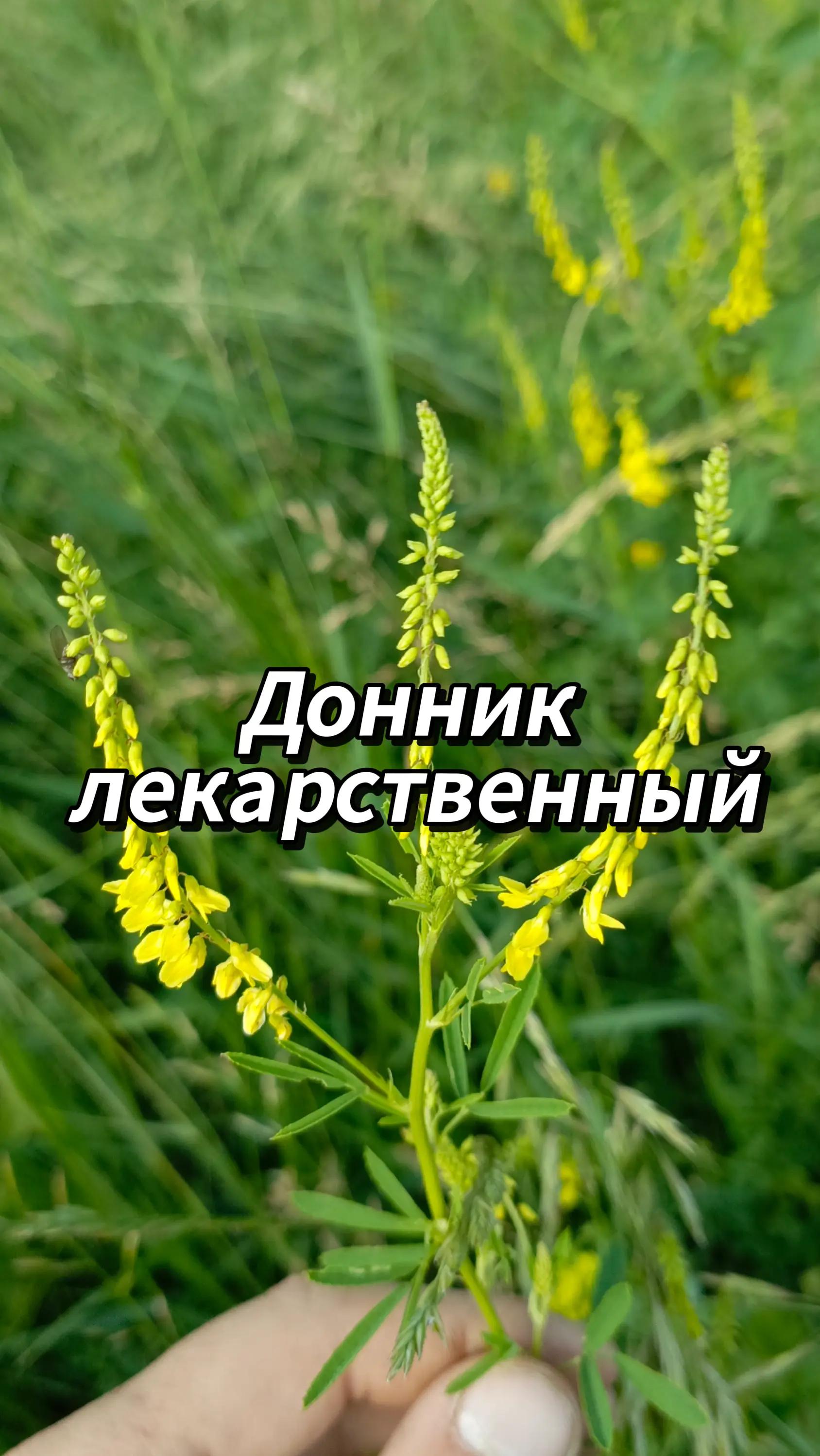 @🍃Зелёный шифр🍃