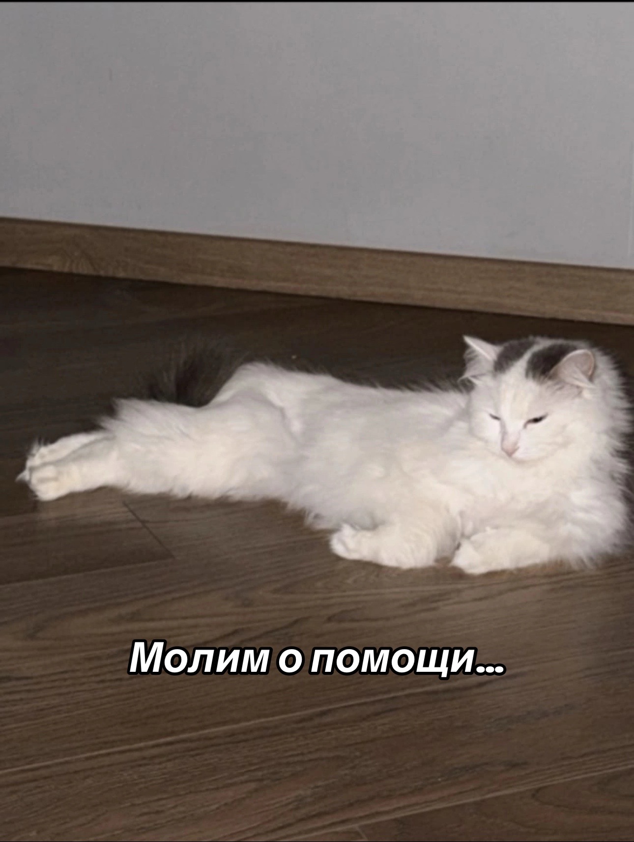 @Приют для животных Потеряшка