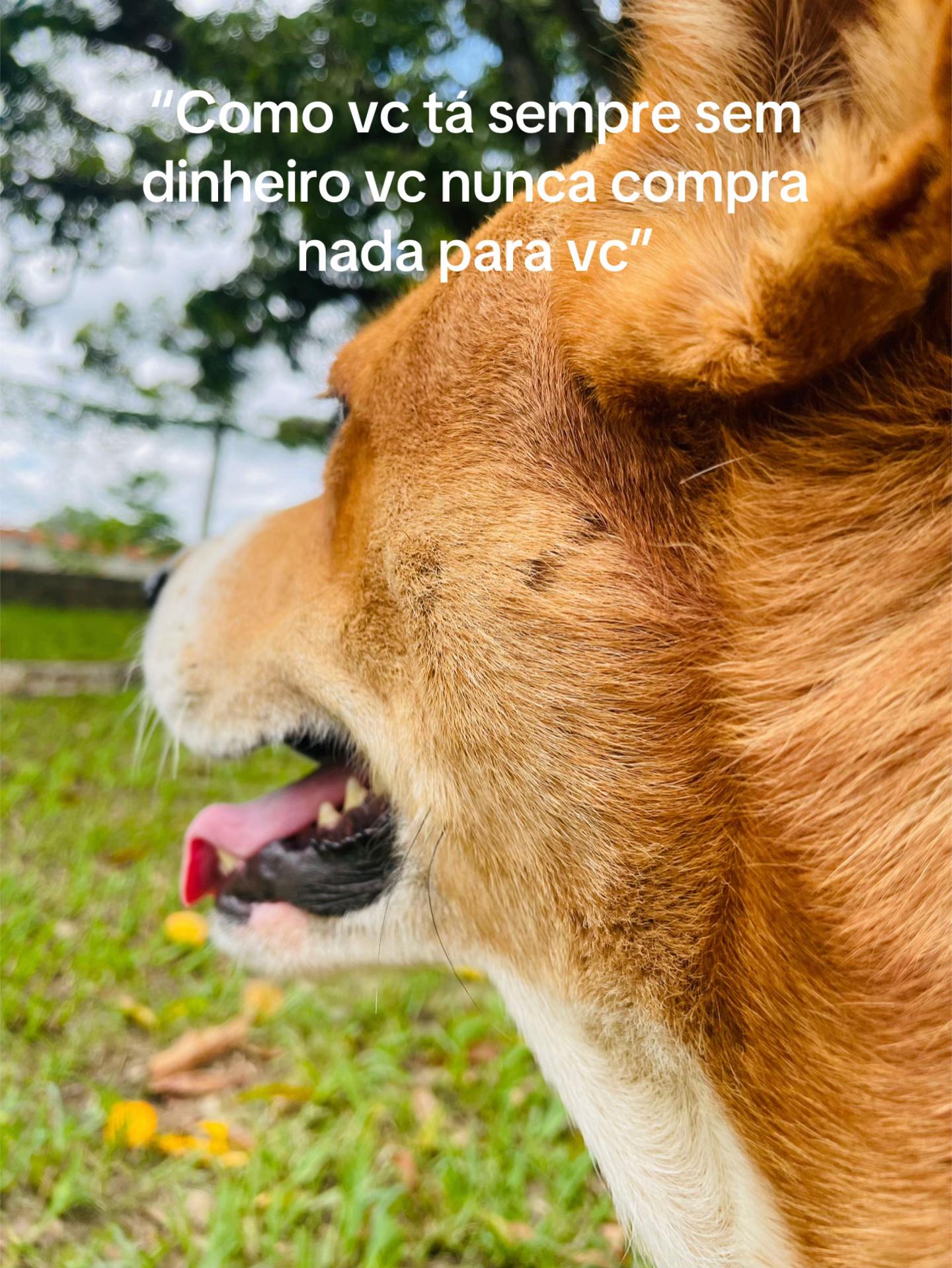 @Thor & cookie🐴🐰