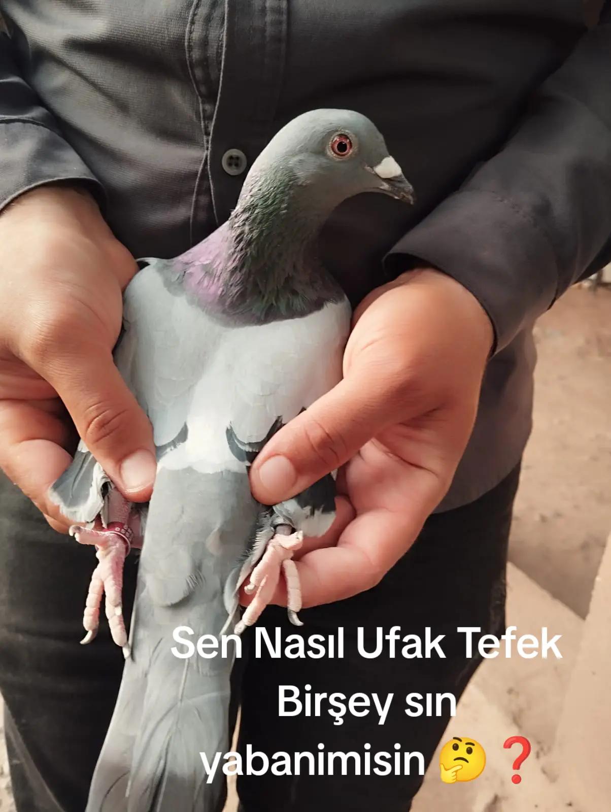@YARIŞ POSTASI