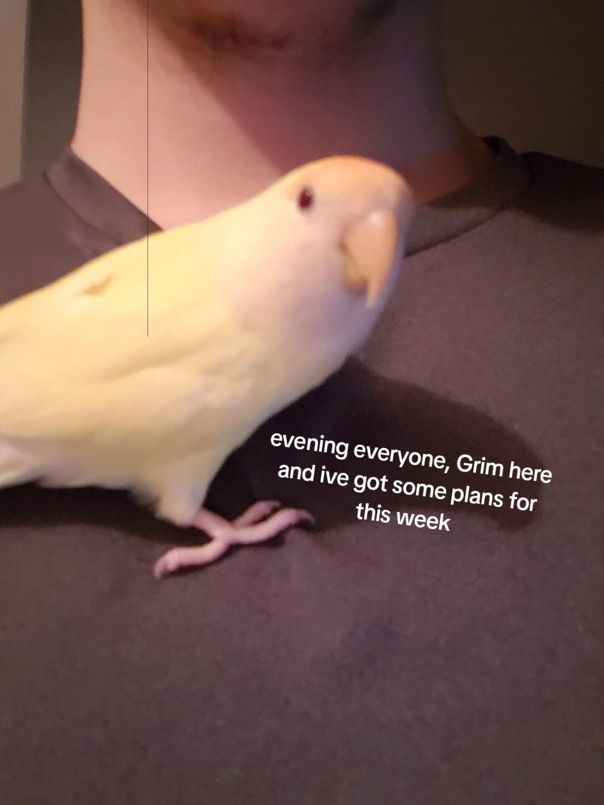 @Grimaros, The Arrogant Emperor