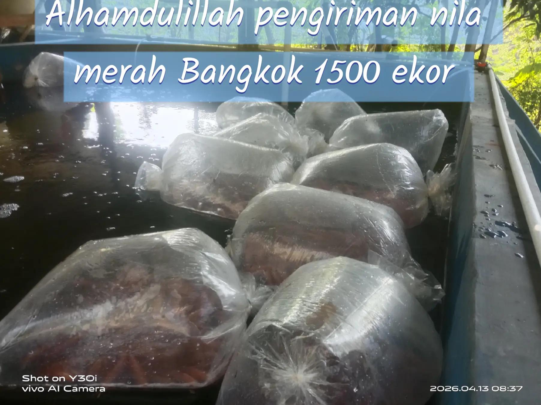 @afdhal koi farm